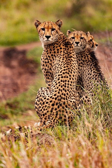 Three cheetahs sitting on grass in a natural habitat in East or Southern Africa.