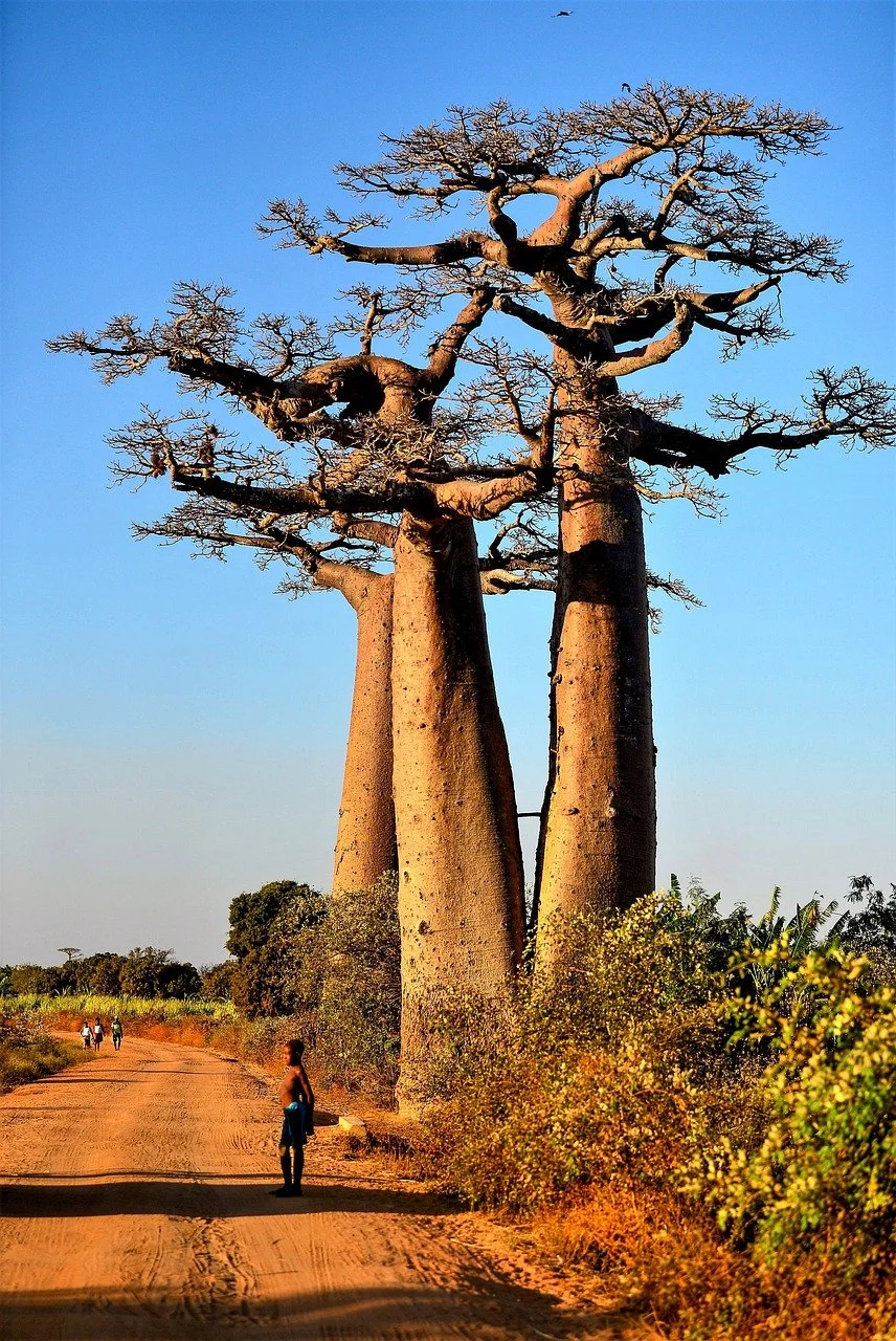 A dirt road runs through a landscape with trees and bushes, featuring three large baobab trees with thick trunks and sparse branches. A boy stands on the road, and several people are walking in the distance under a clear blue sky.