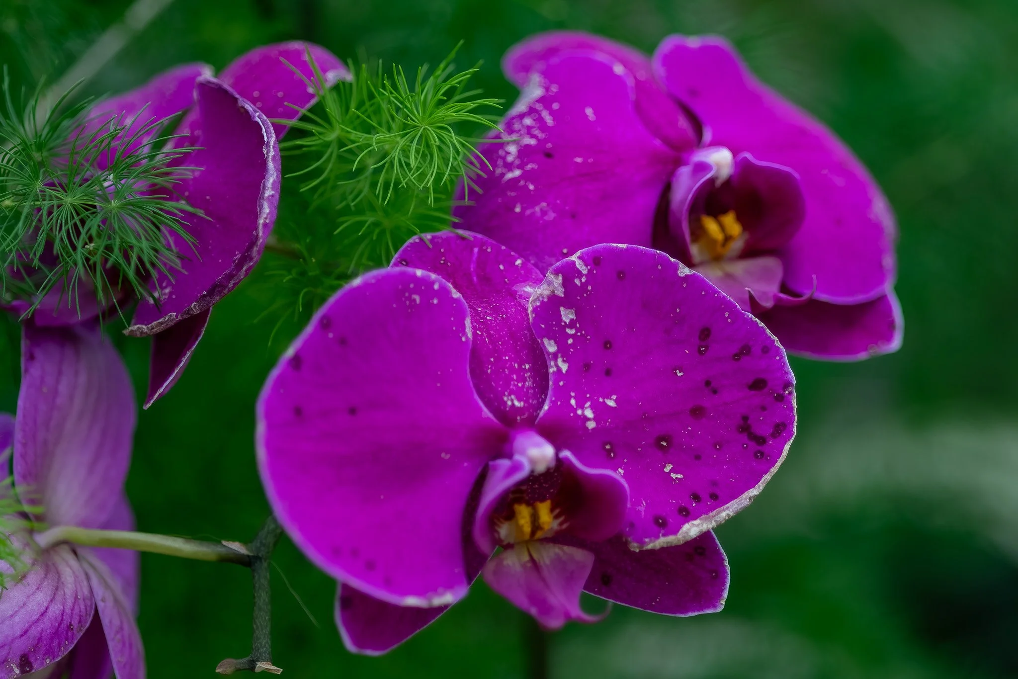 Petals6