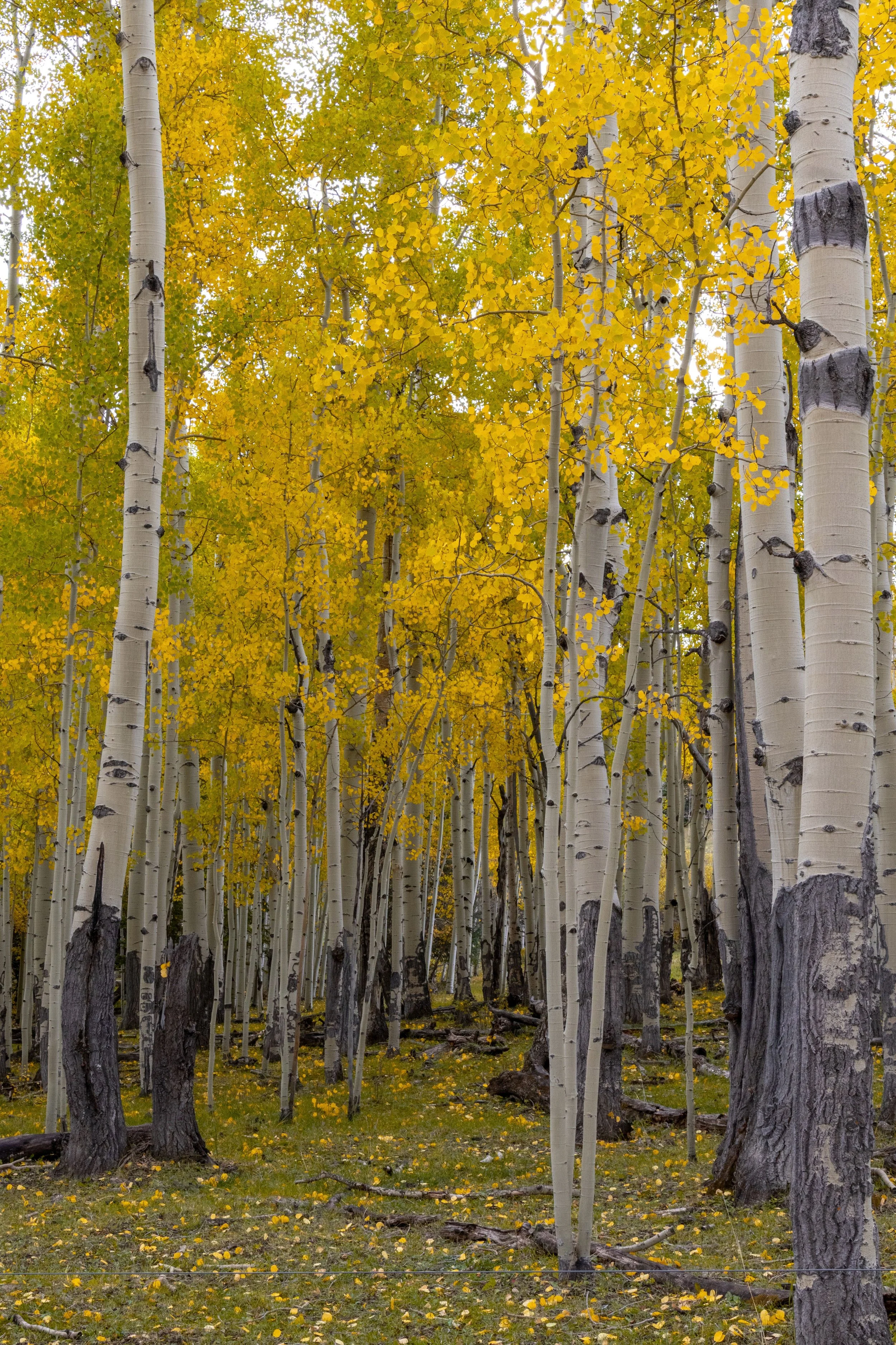 Colorado Fall Aspens