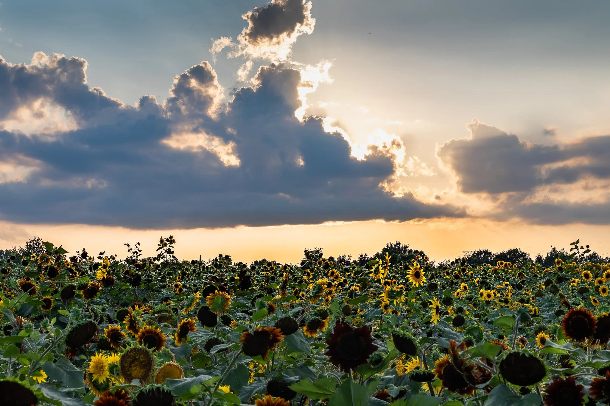 Sunflower Sunset Field2