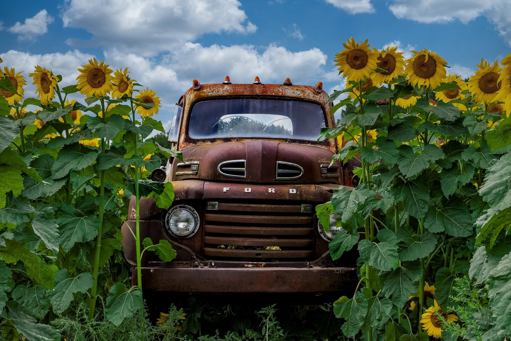 Sunflower Truck