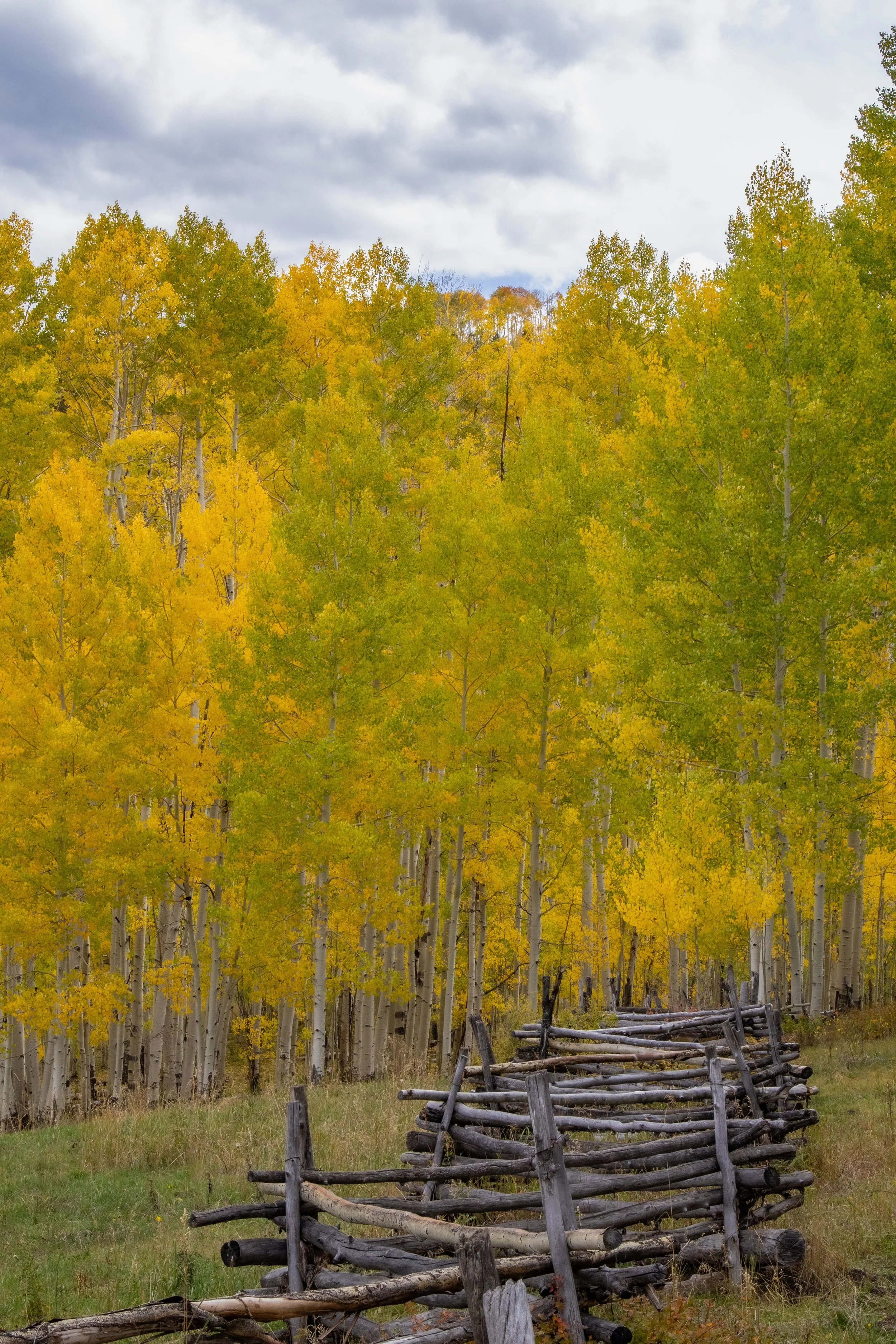 Colorado Fall Fence