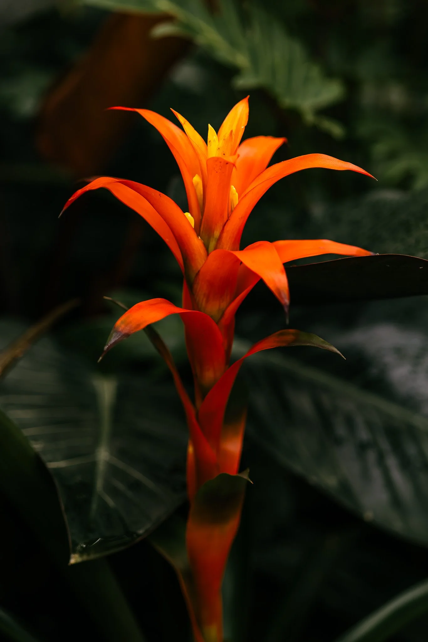 Petals12