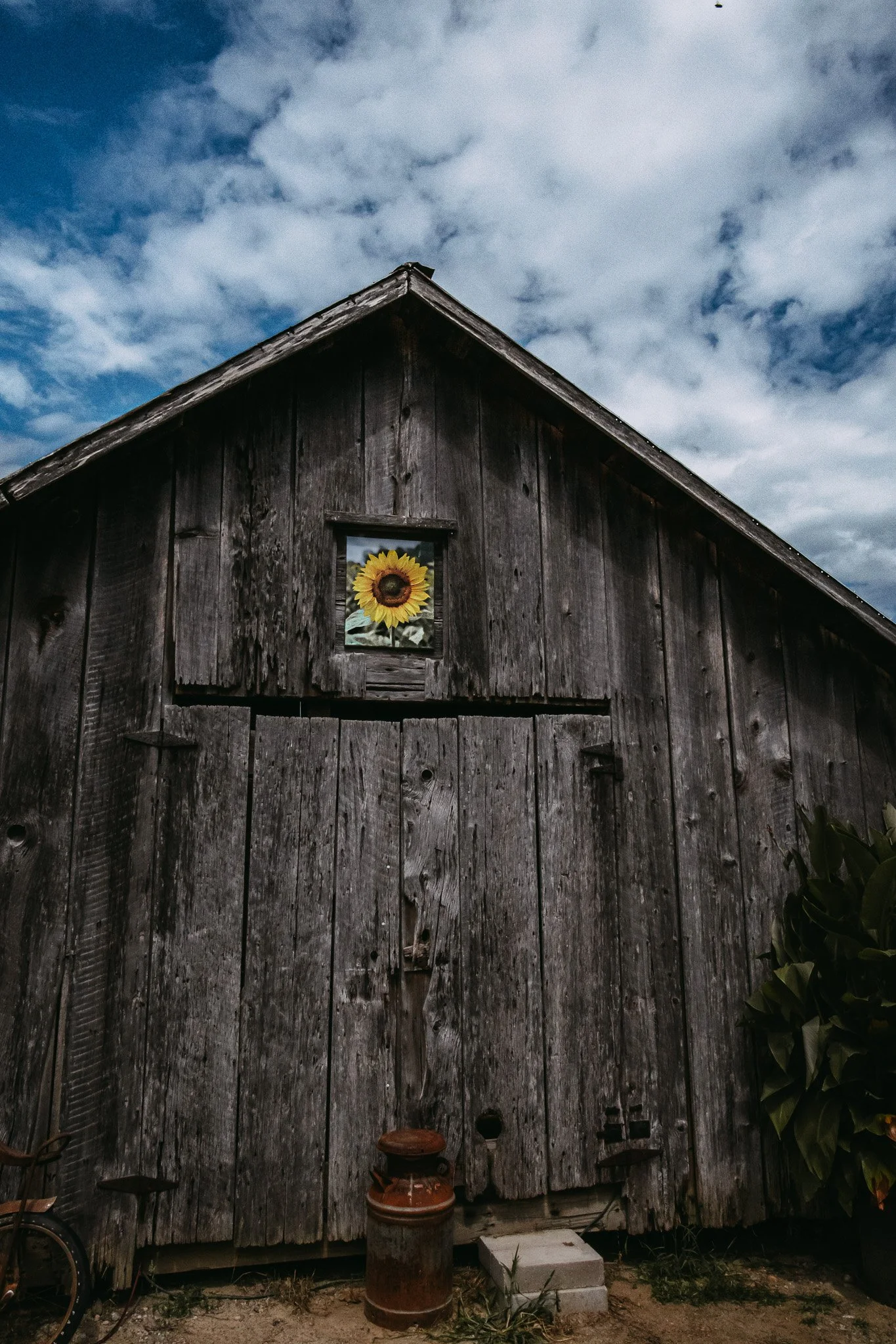 Sunflower Barn3