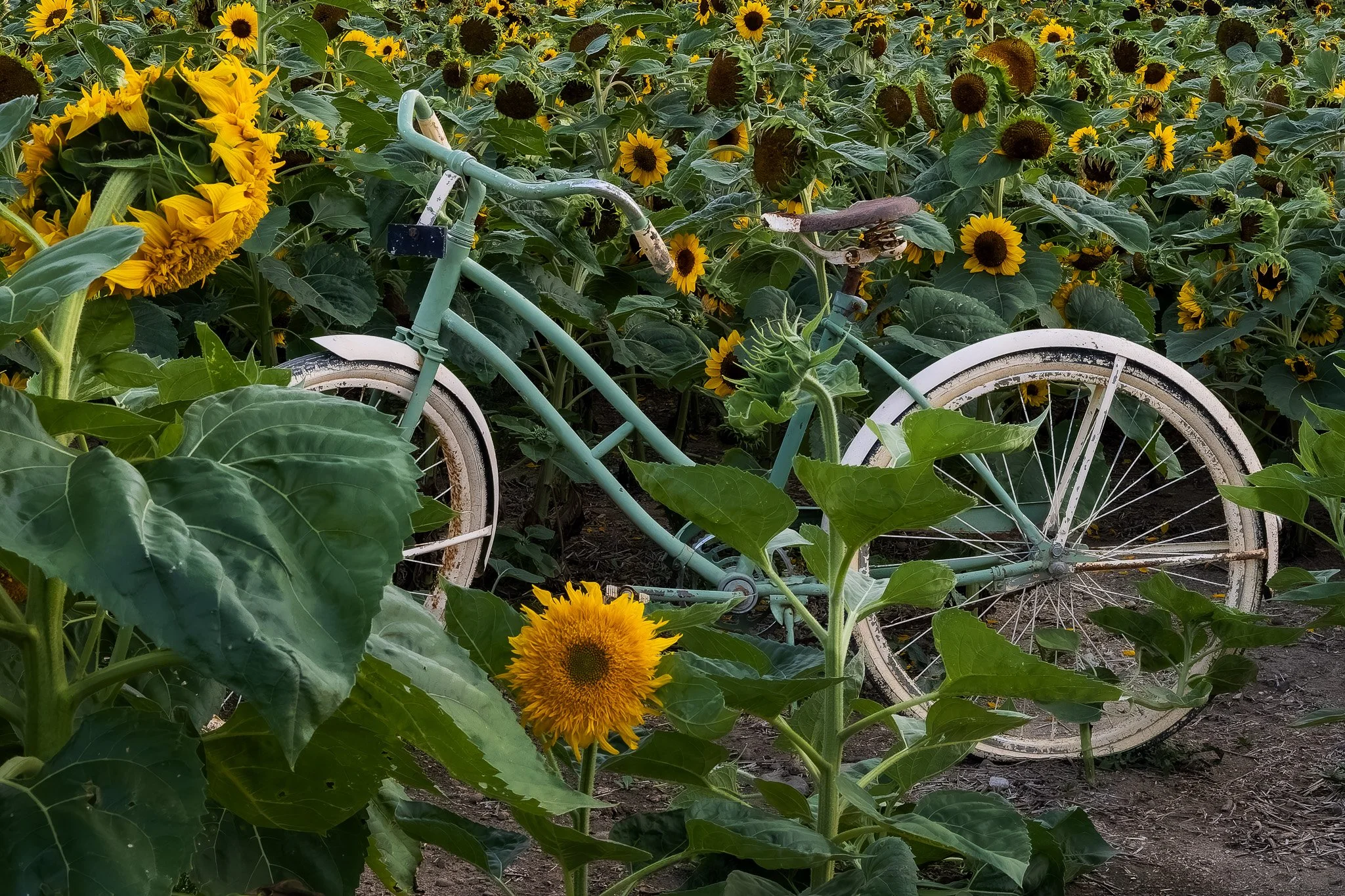 Sunflower Bike