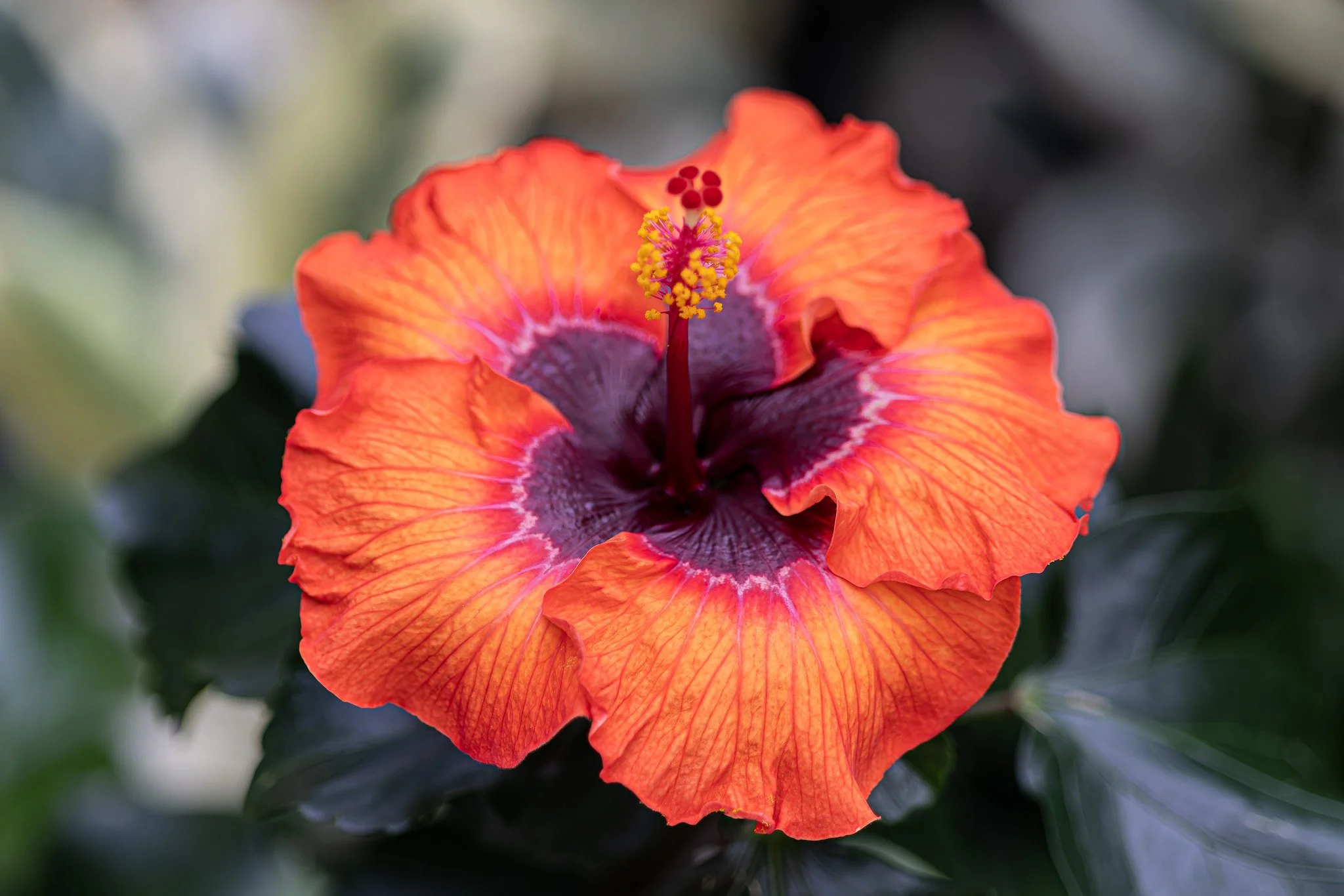 Petals10