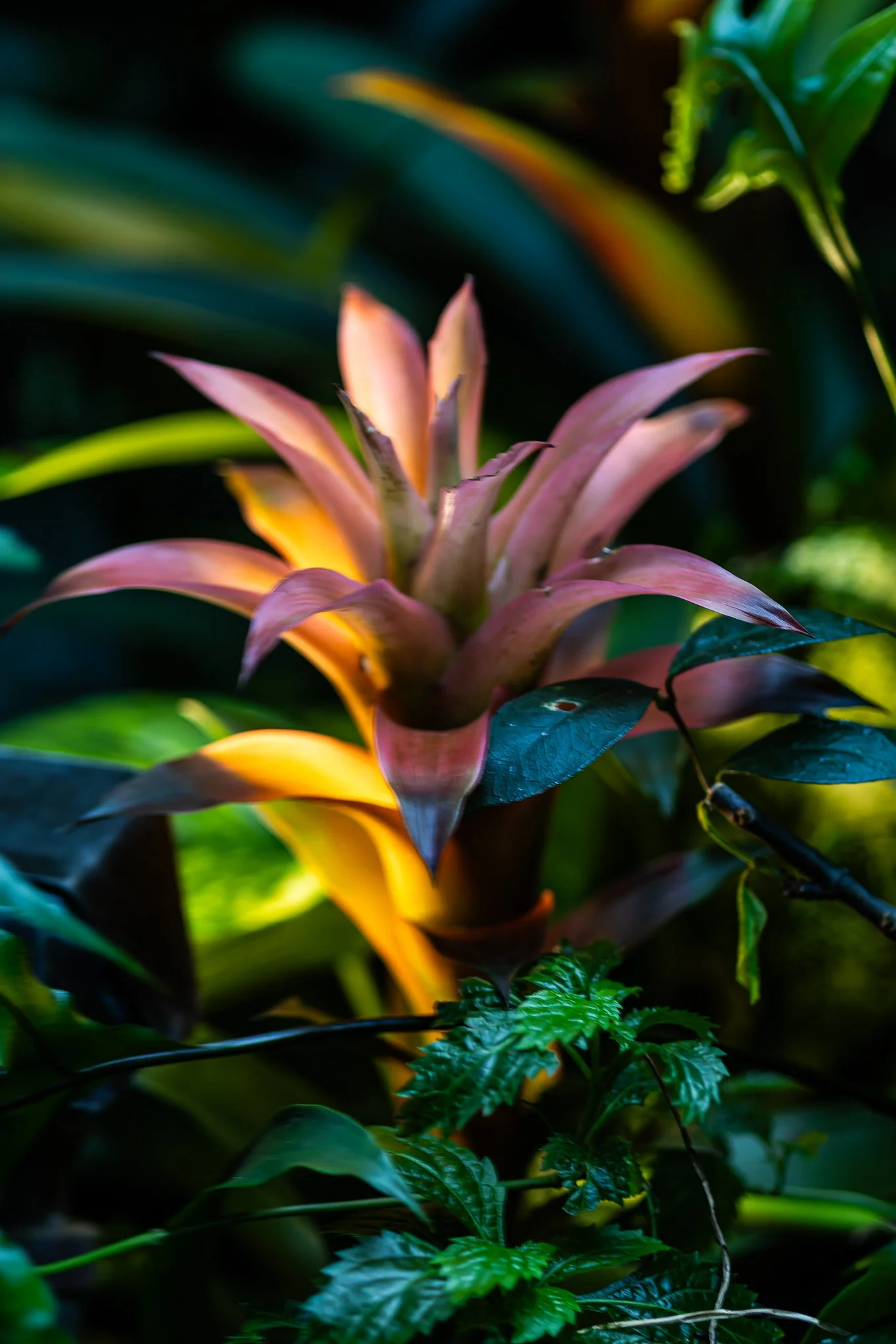 Petals4