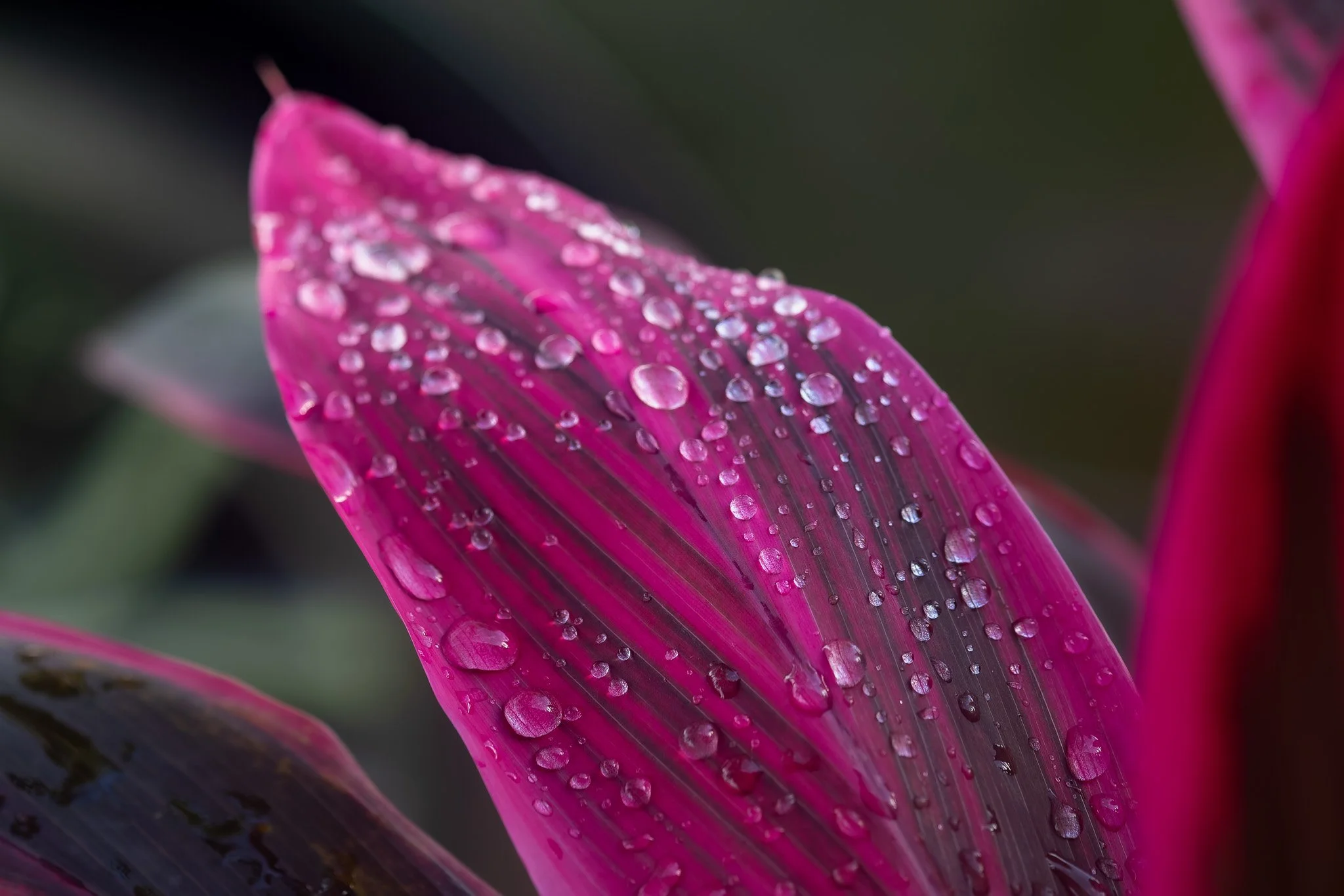 Petals3