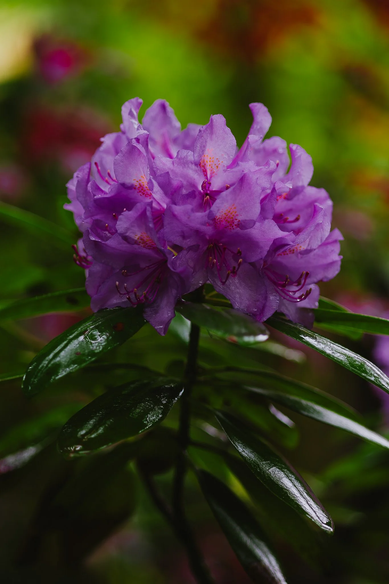 Petals13