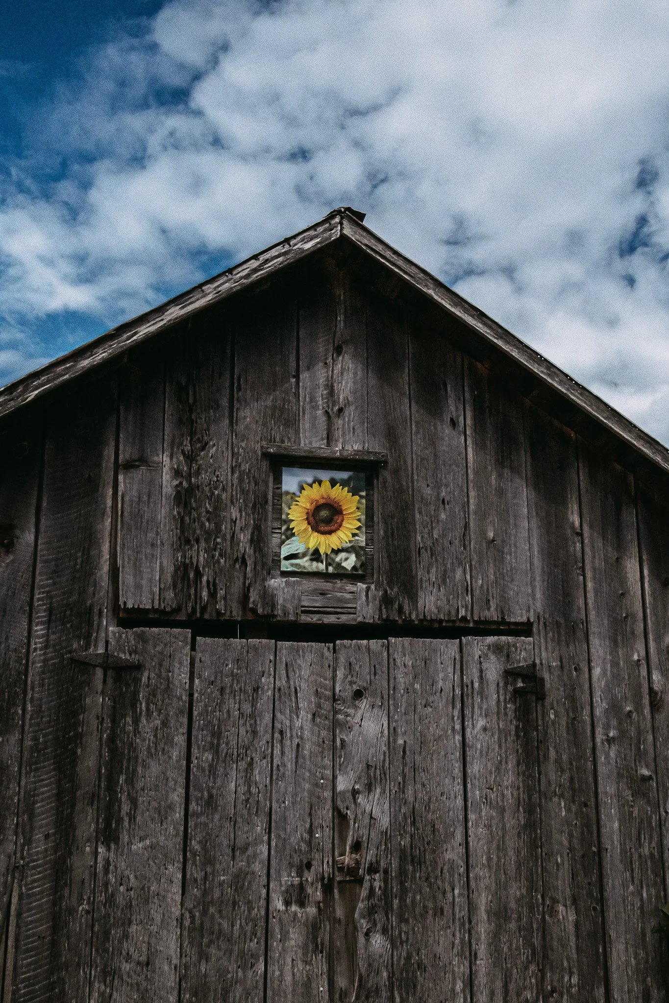 Sunflower Barn1