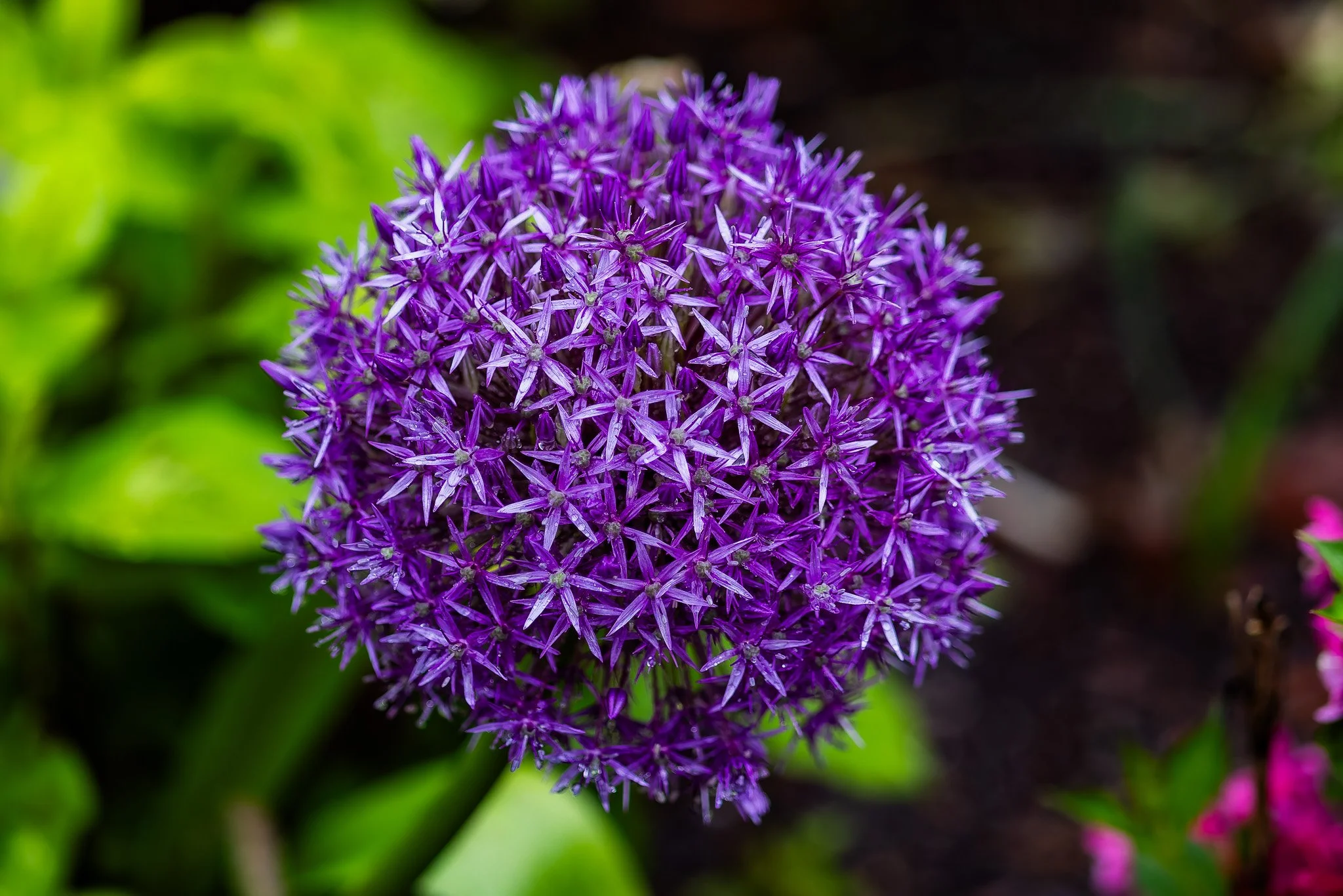 Petals2