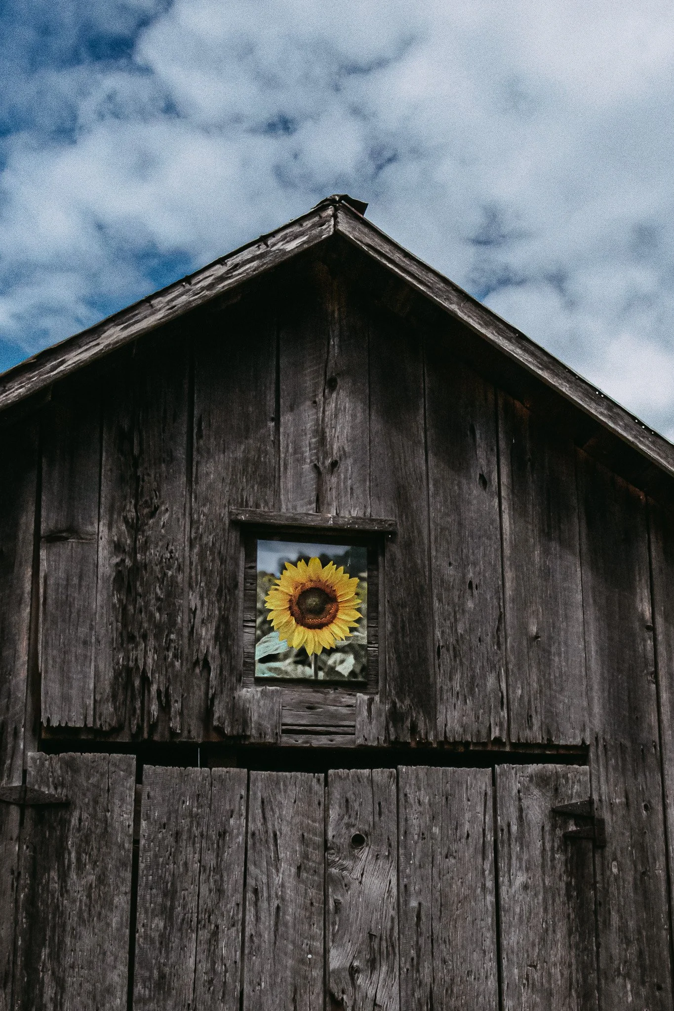 Sunflower Barn2