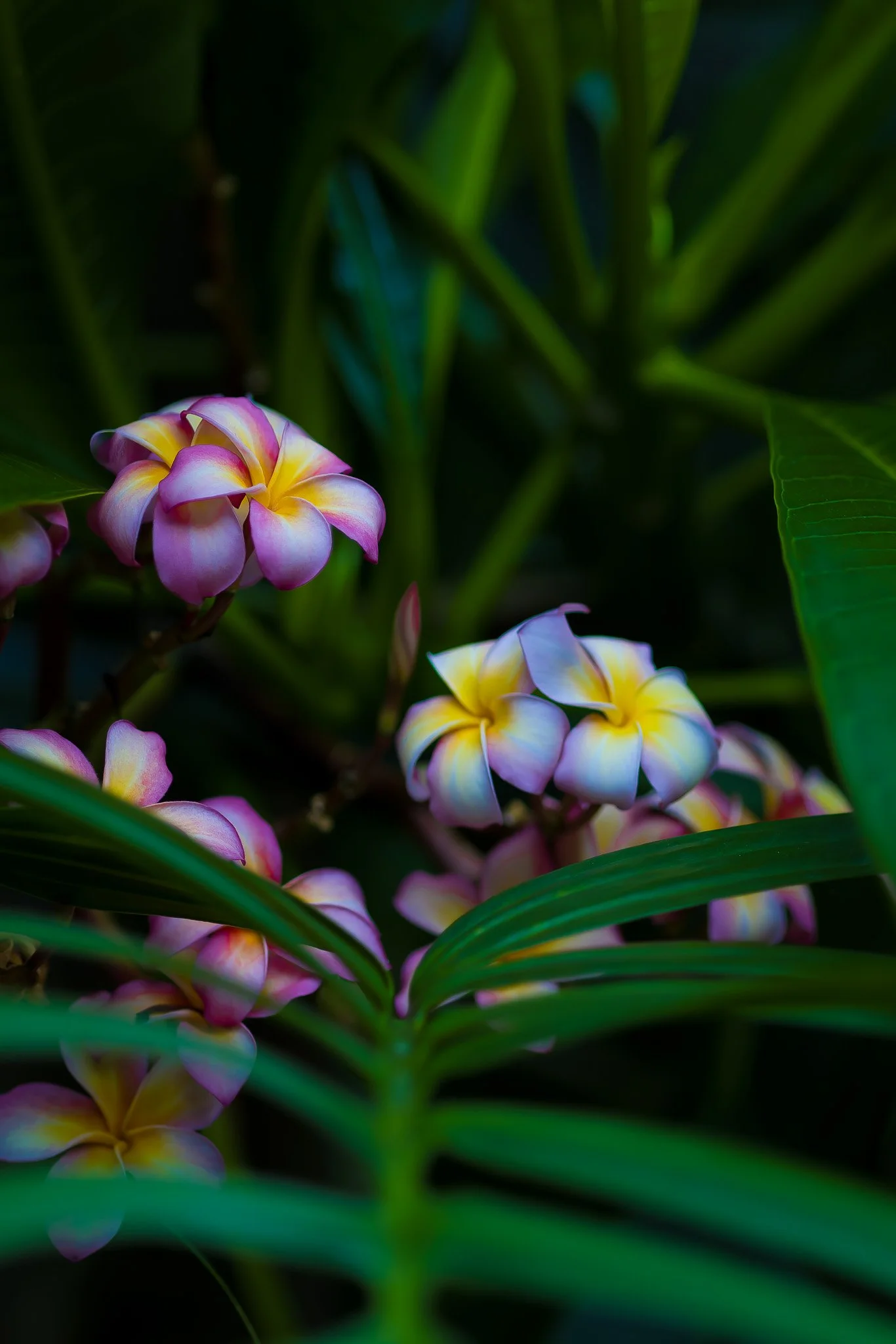 Petals9