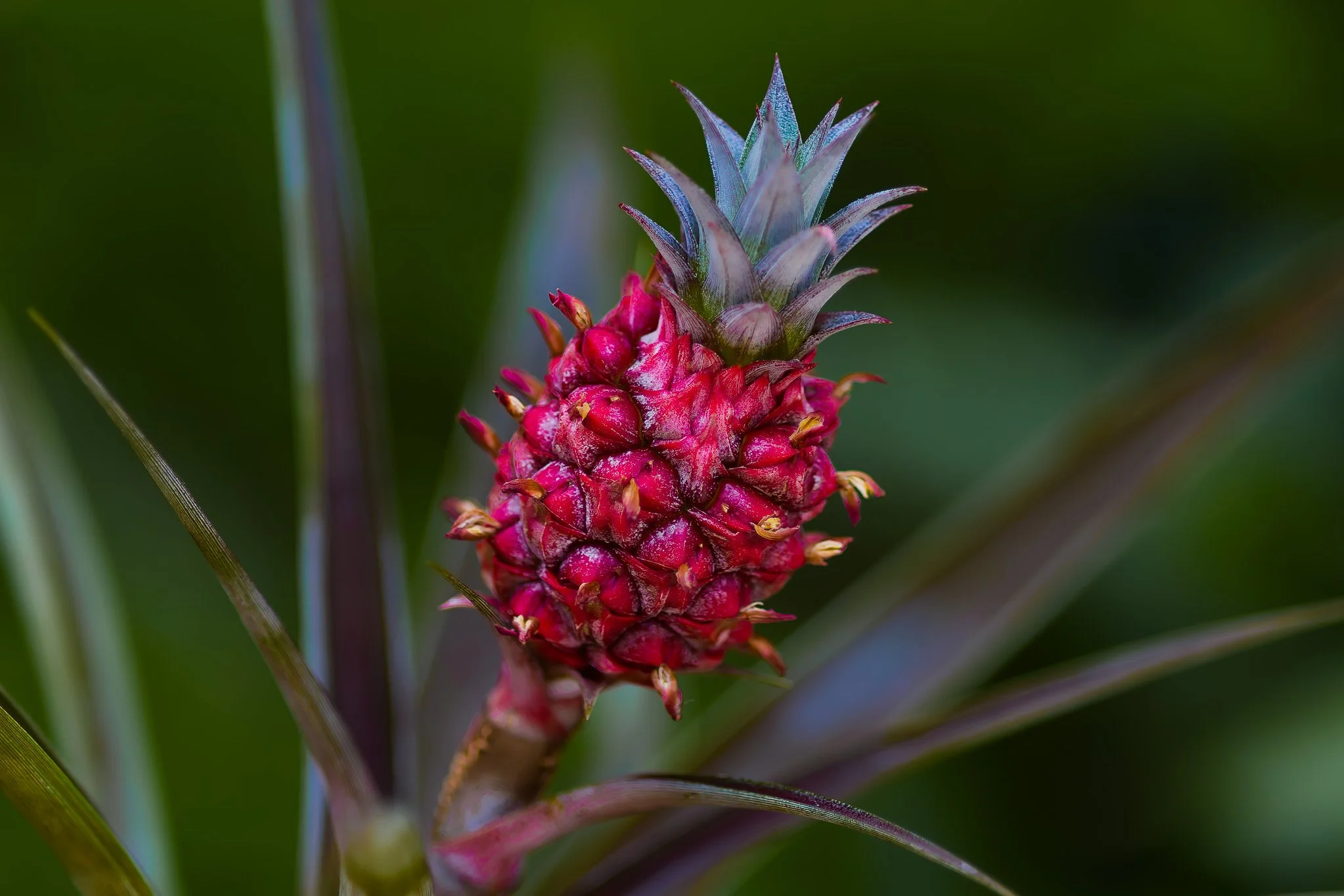 Petals7