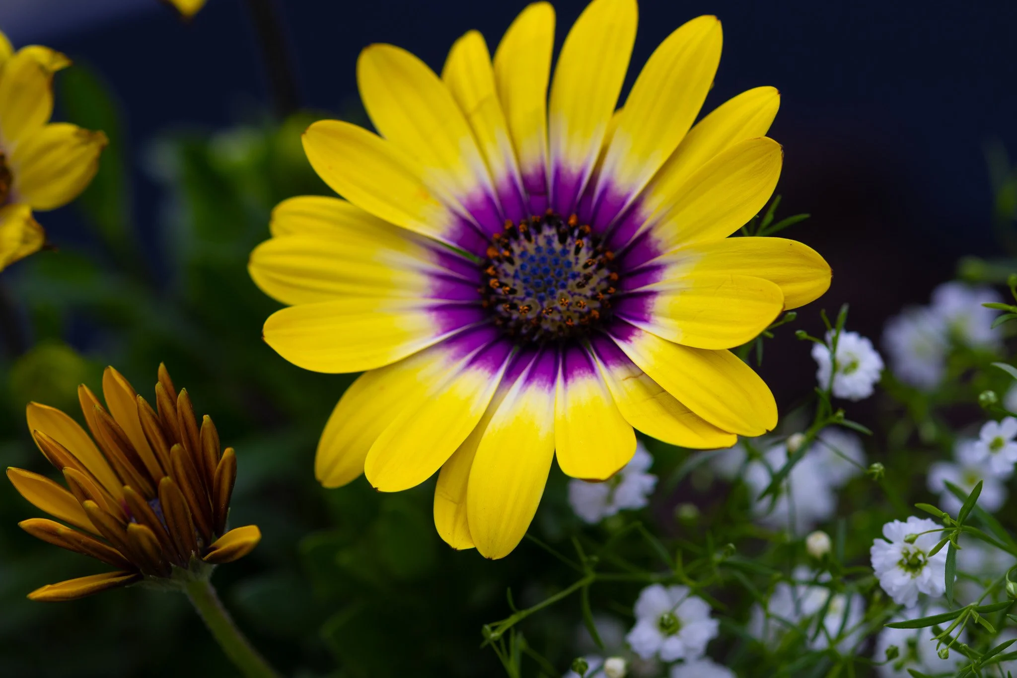 Petals8