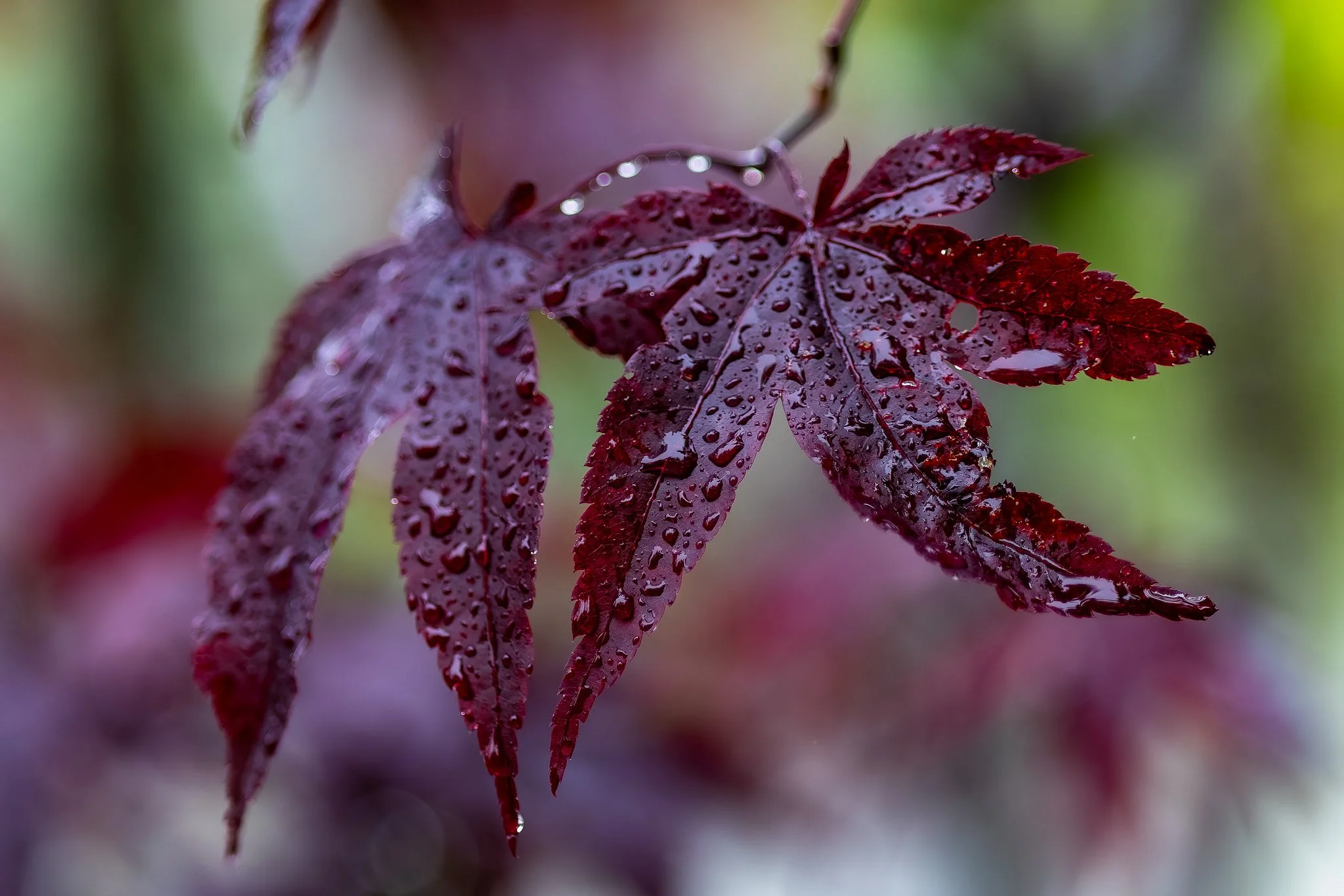 Petals14