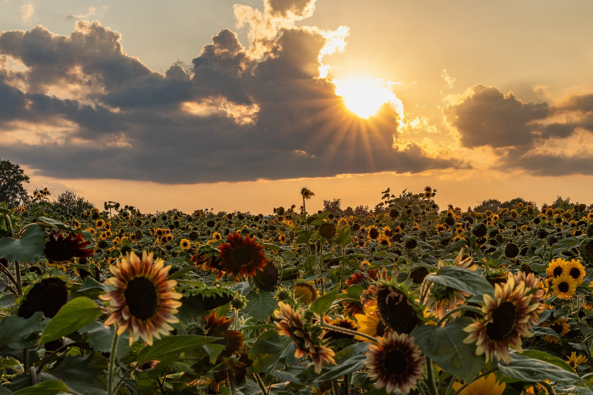 Sunflower Sunset Field1