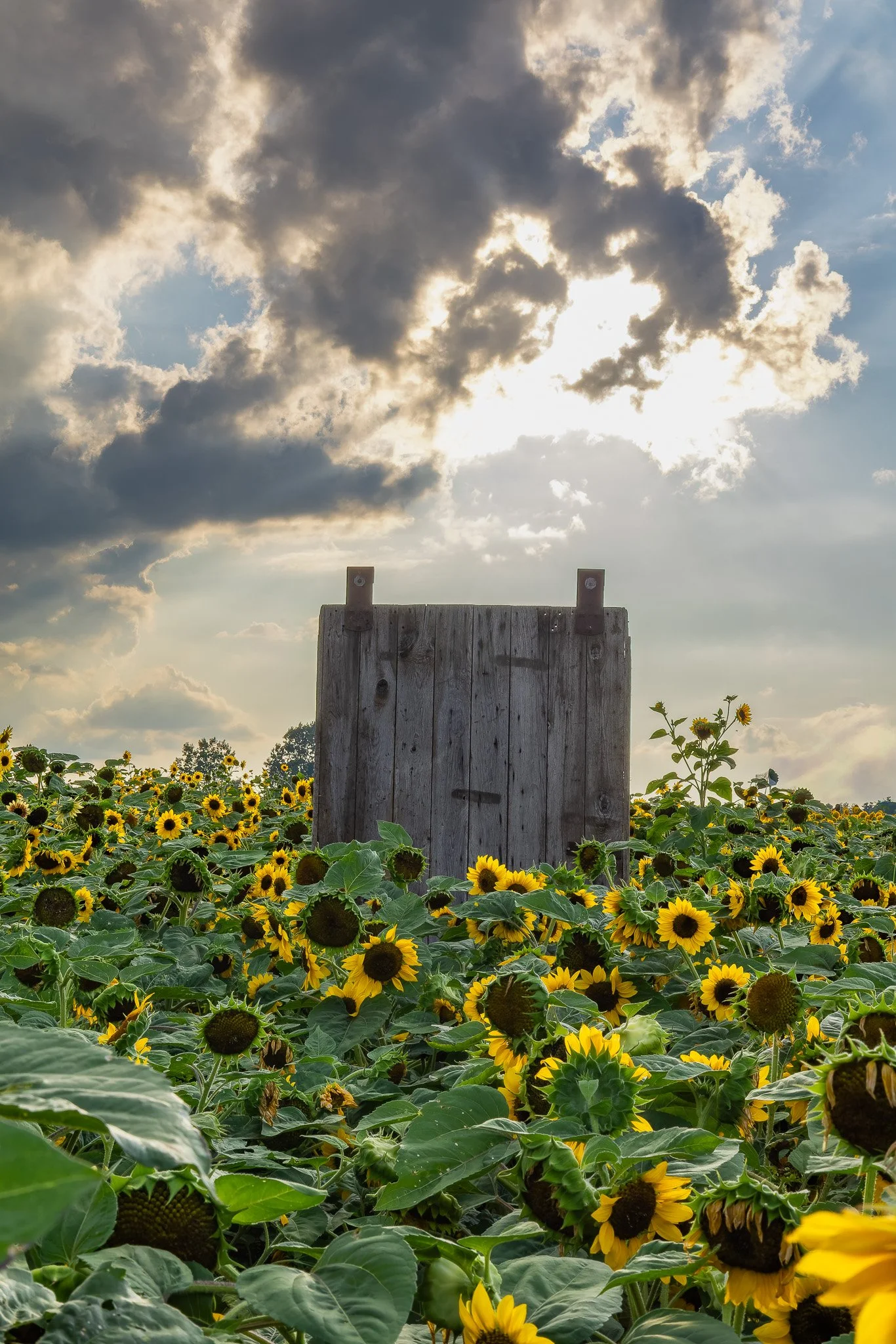 Sunflower Sunset Field3