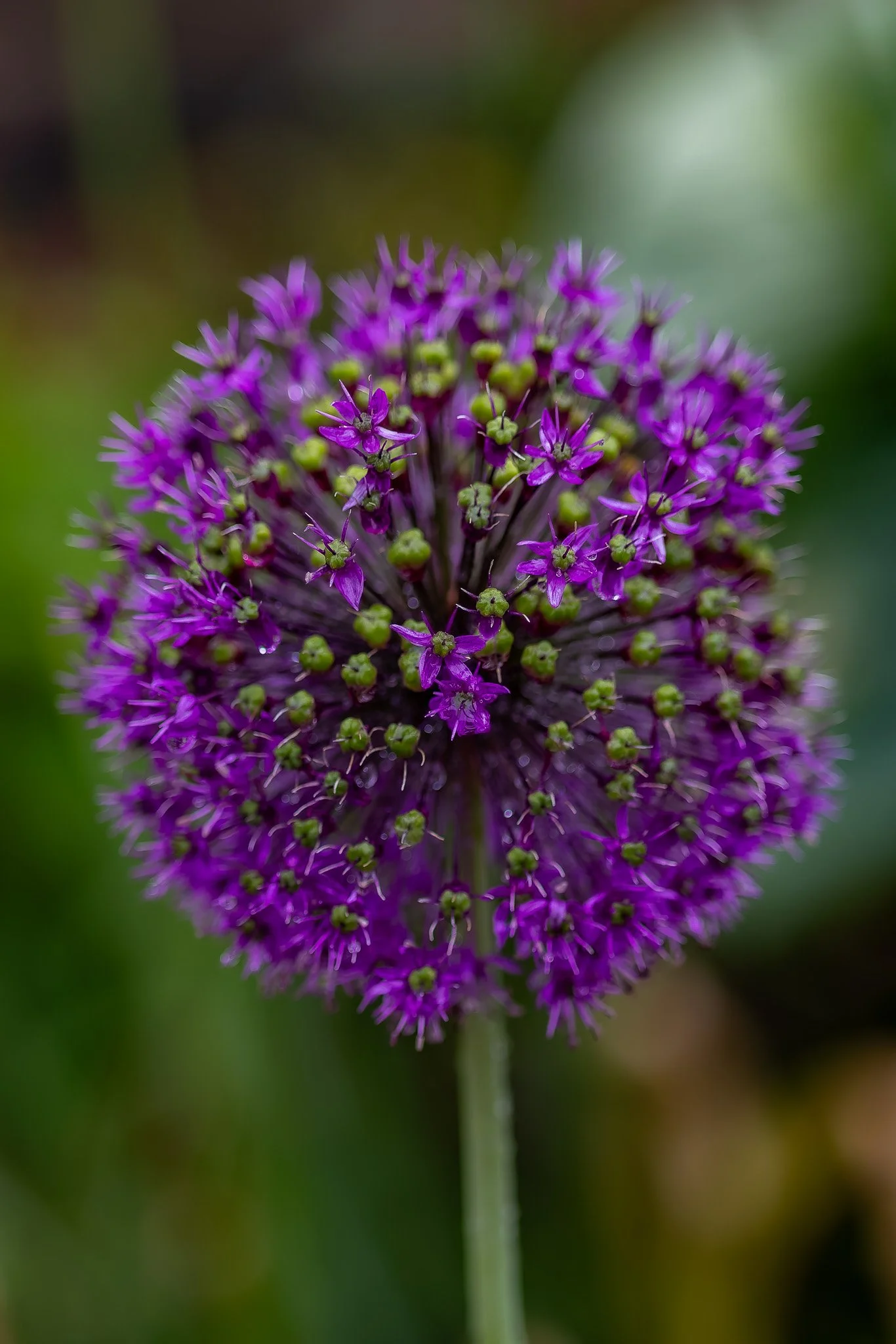 Petals1