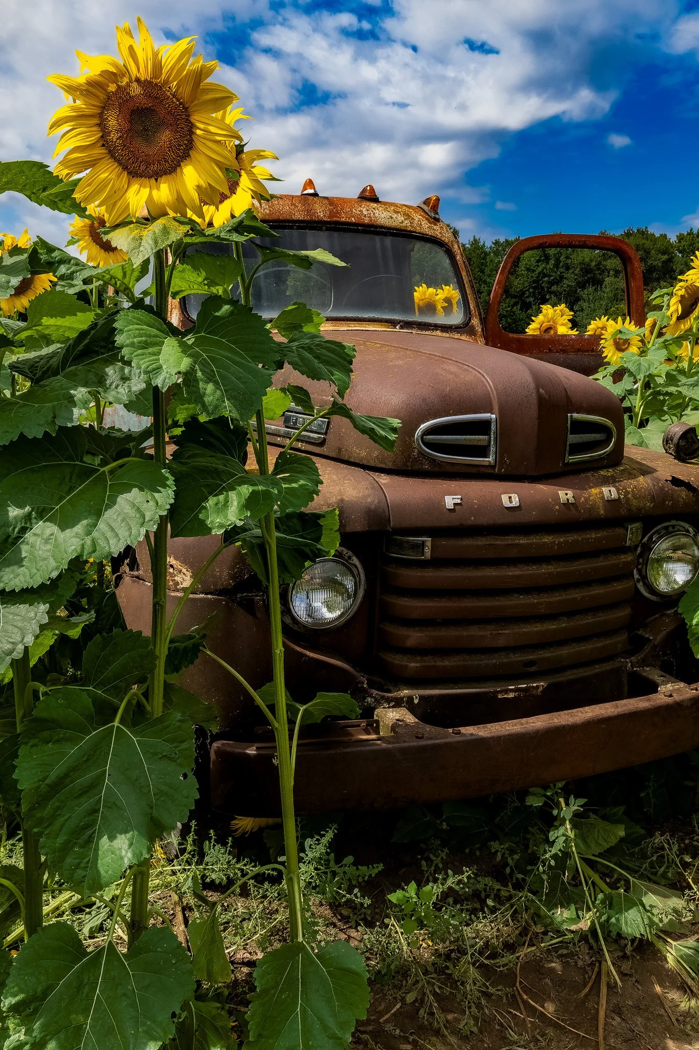 Sunflower Truck