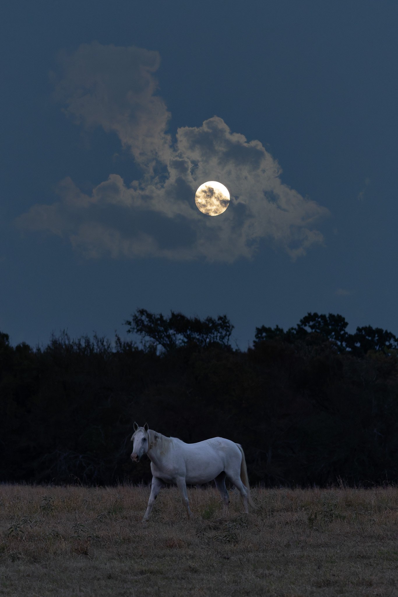 MowdyWhiteMustangHarvestMoon3.jpg
