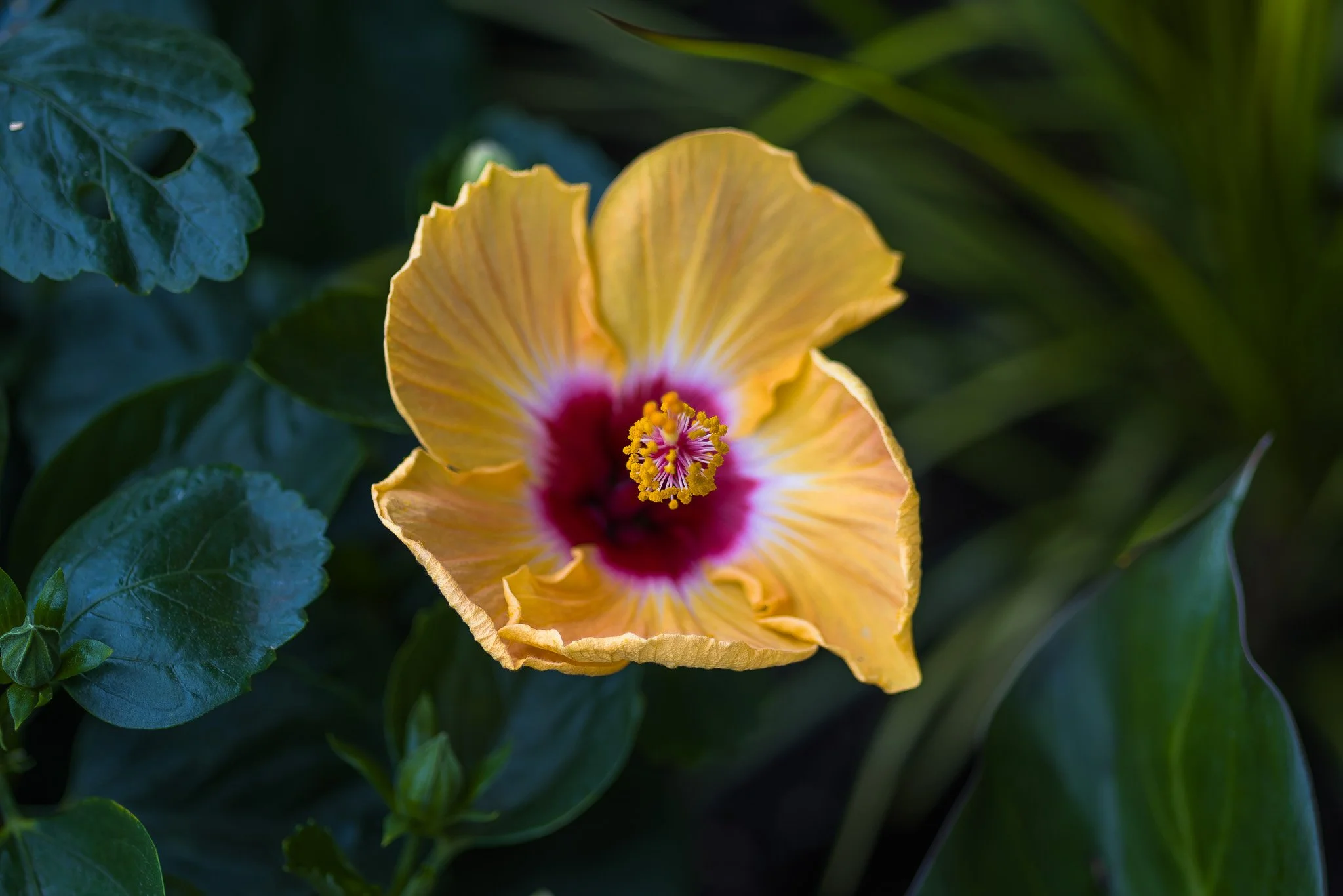 Petals11