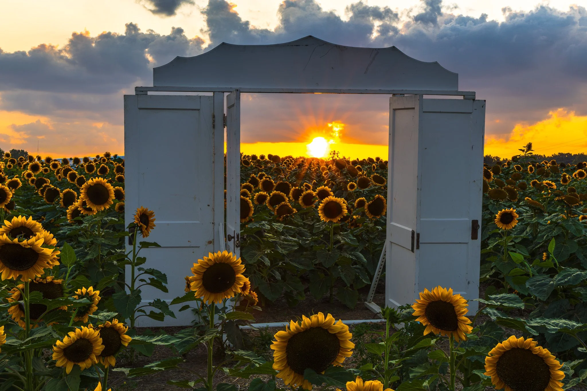 Sunflower Sunset Door