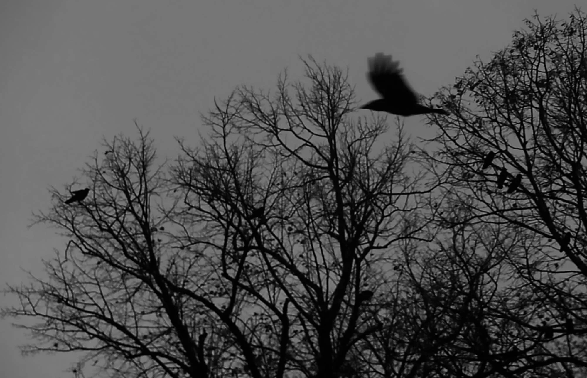 TruthDeQay.crows.jpeg