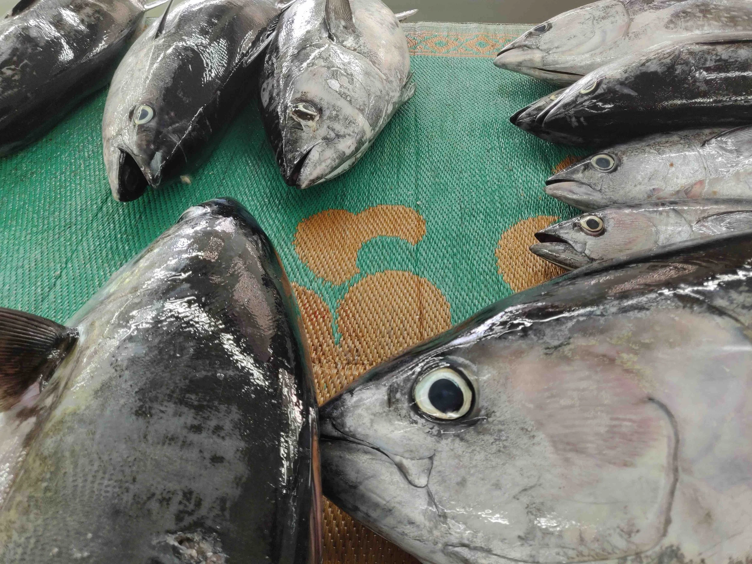 Freshly caught fish laid on a green mat at Muttrah fishmarket, with large fish featuring silver and black scales and smaller fish with grayish scales.