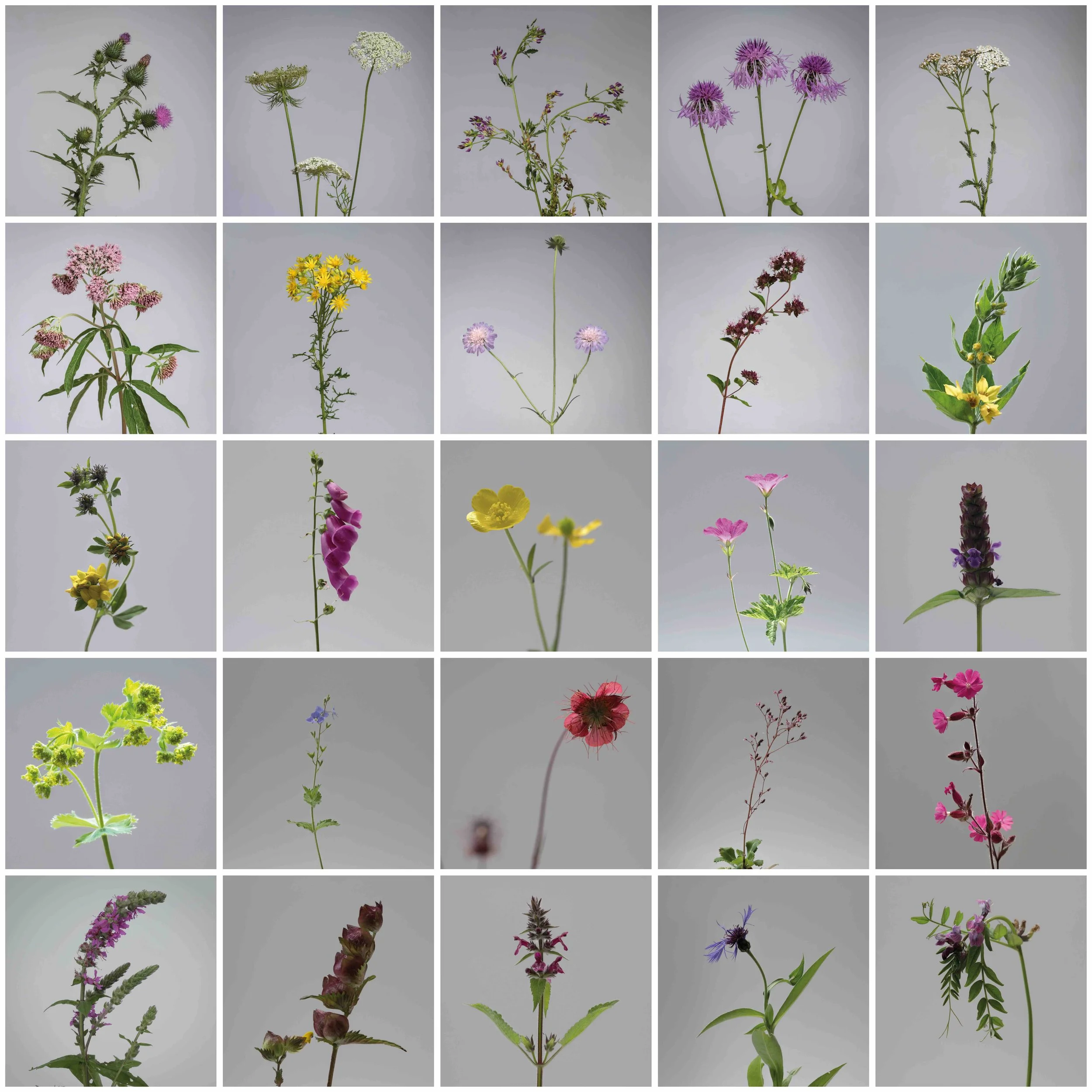 AnnaSellen_Meadow_Study_100per_cent_Df (1 of 2).jpeg