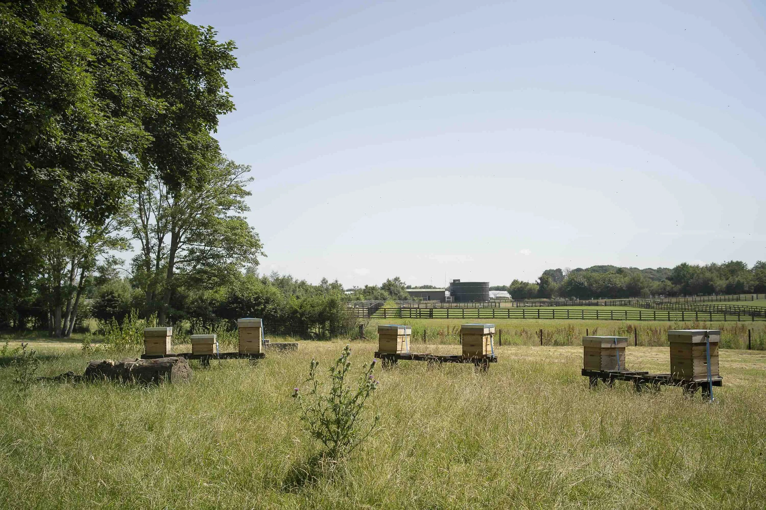 LucySaggers_The Apiary_Strawberry_Fields-Df.jpeg