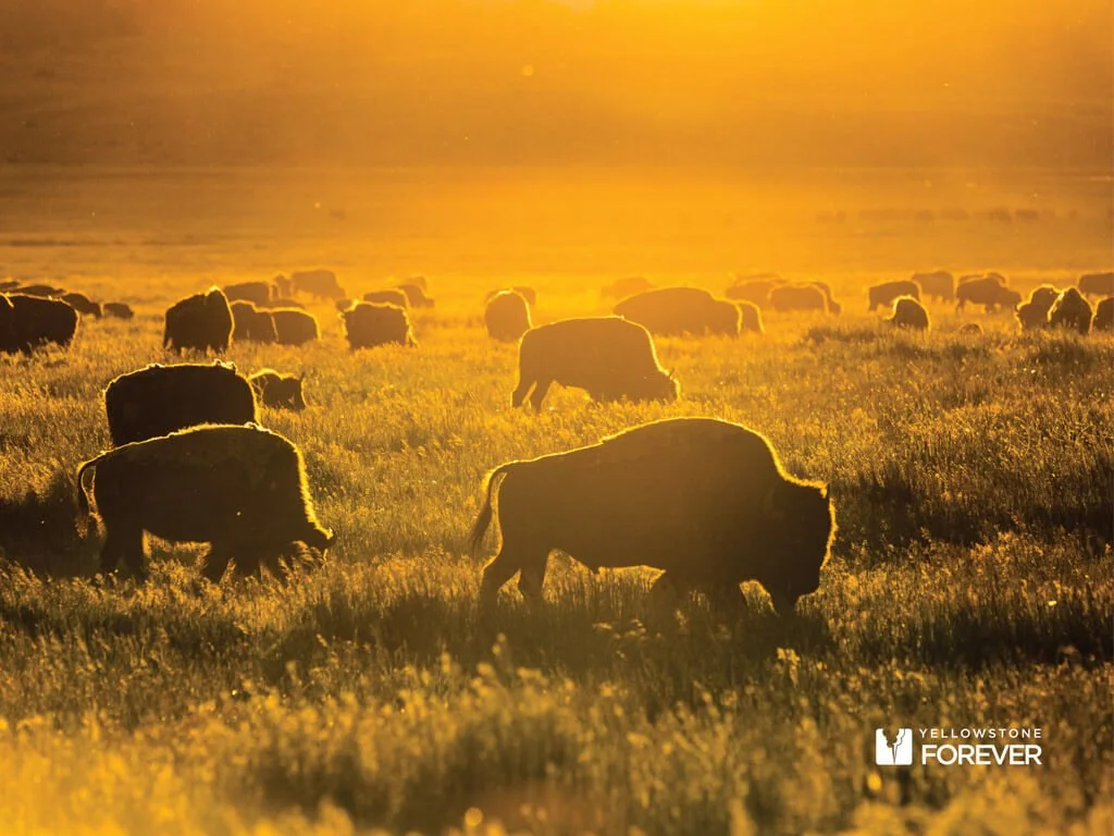 The Best Time to Visit Yellowstone National Park (And What Most Visitors Get Wrong)