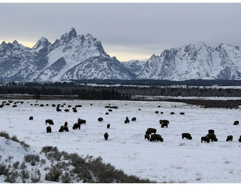 Wyoming Wildlife Watching: A Seasonal Guide to Finding Bears, Wolves, and Bison