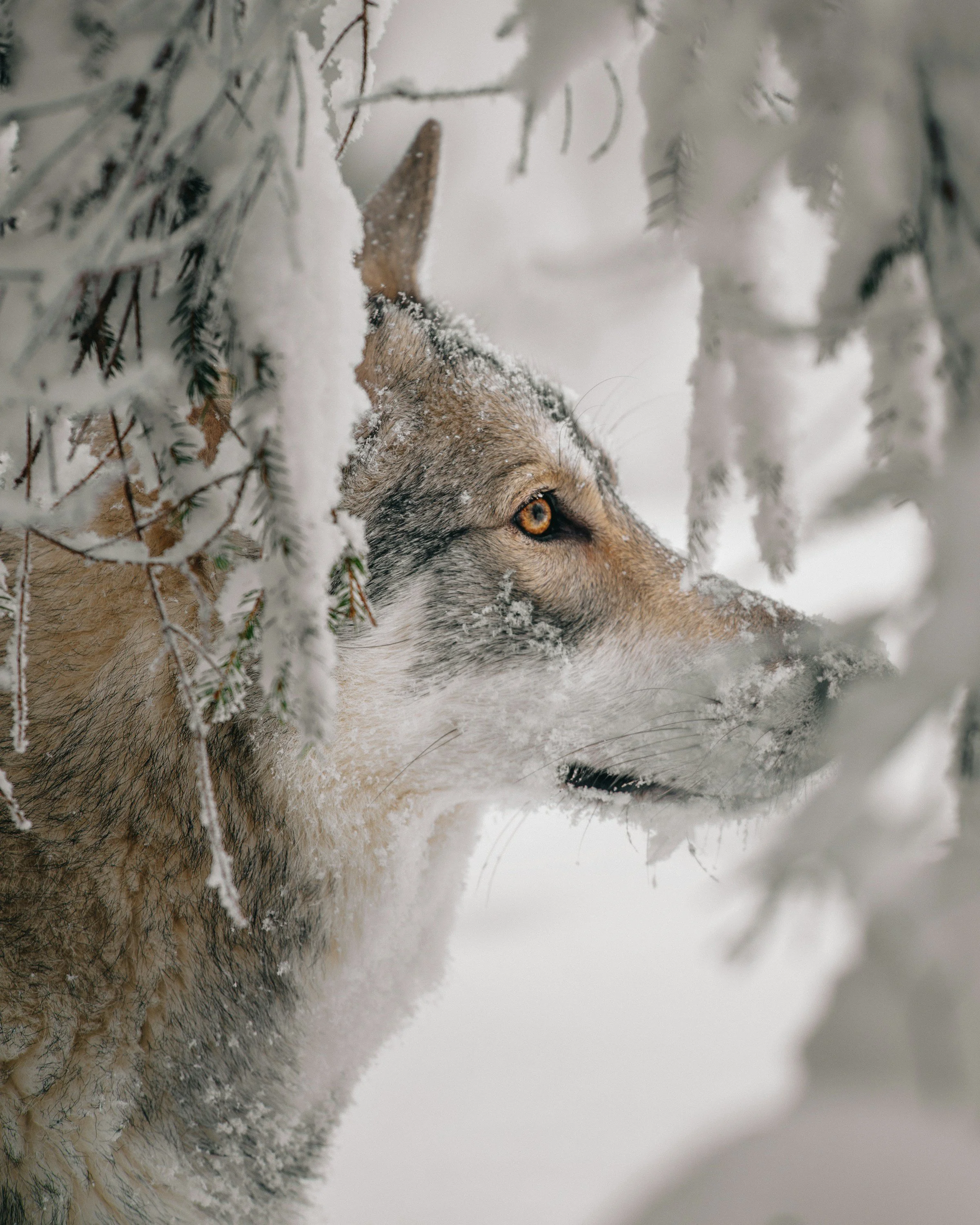 Winter Wildlife Tours in Grand Teton National Park: The Complete Guide