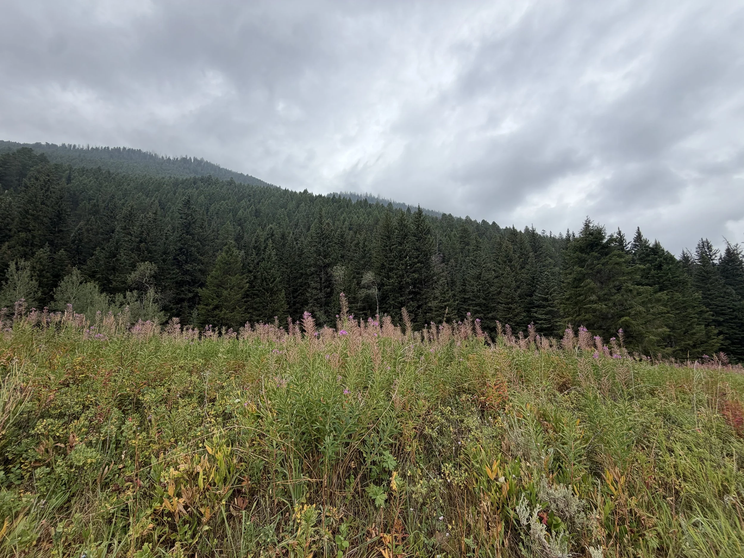 Summer Hikes You Can Reach Right From Jackson
