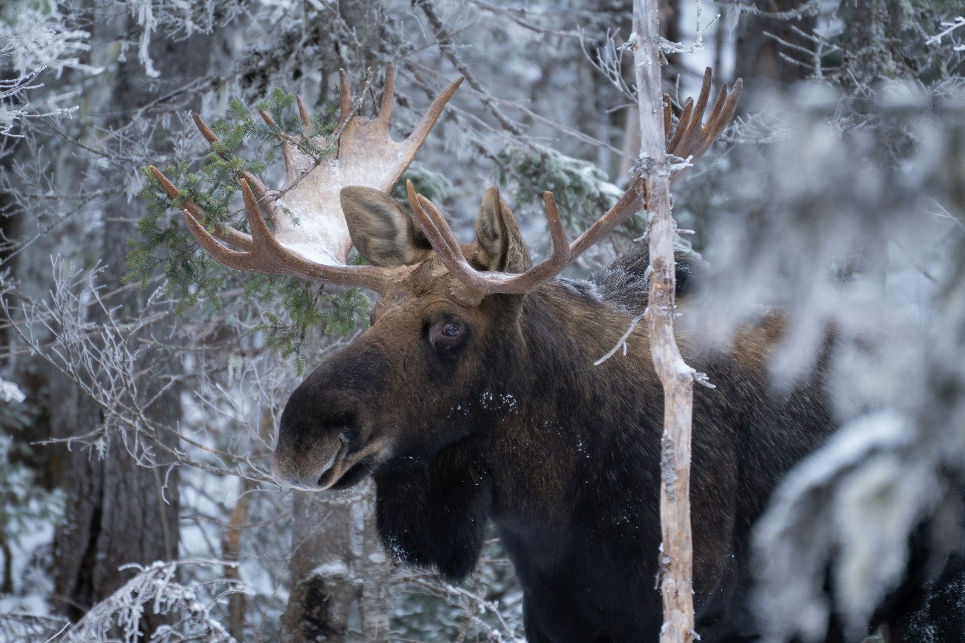 How to Plan a Winter Wildlife Trip to Jackson Hole — Without Coordinating It All Yourself