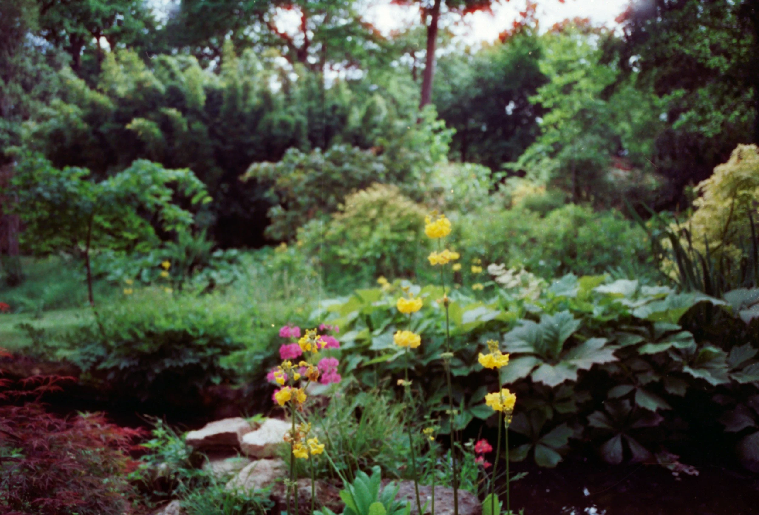 Image of Lush Garden. Brooke the Doula is a birth and postpartum doula located in Comox Valley, Vancouver Island.