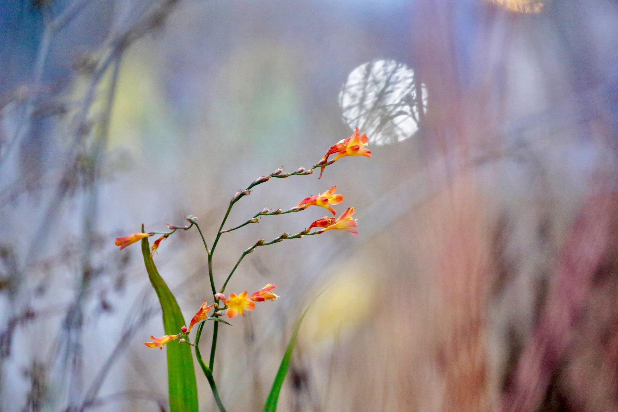 Close-up of orange and yellow flowers on a thin green stem with a foggy background and a bright full moon partially obscured by branches.