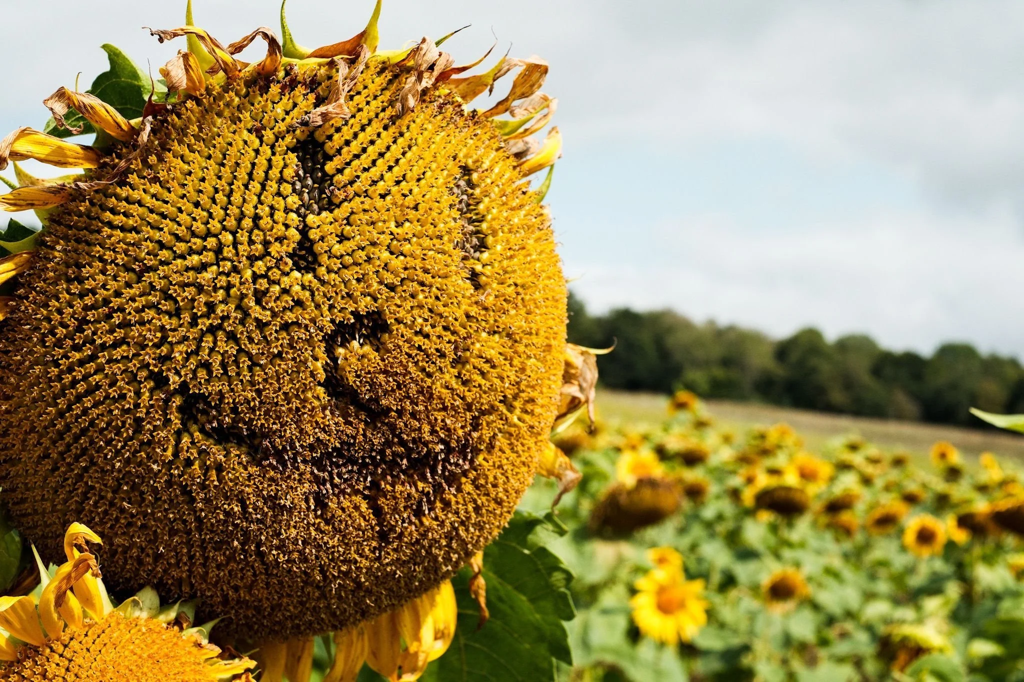 Close-up of a sunflower head with many yellow seeds and wilted petals, outdoors in a field with a cloudy sky background.