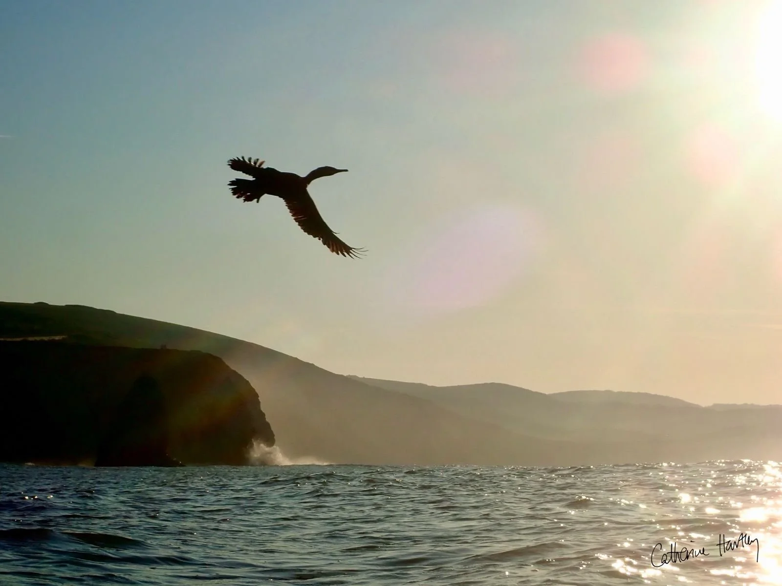 A bird flying over the ocean with cliffs in the distance and a bright sun in the sky.