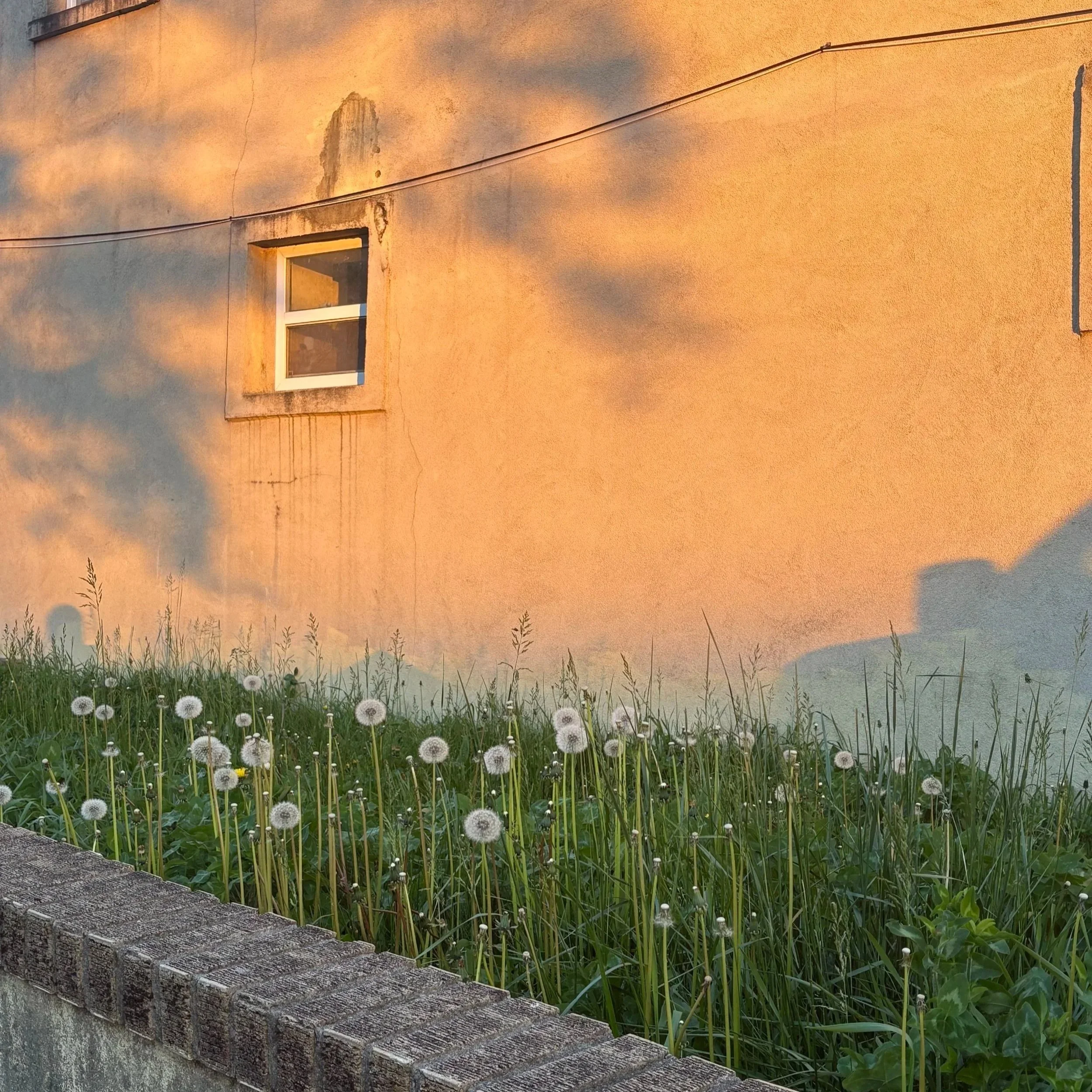 A yellow-orange stucco wall with a small window, some shadows, and a section of a brick wall in the foreground, with tall grass and dandelions at the base, taken during sunset or sunrise.