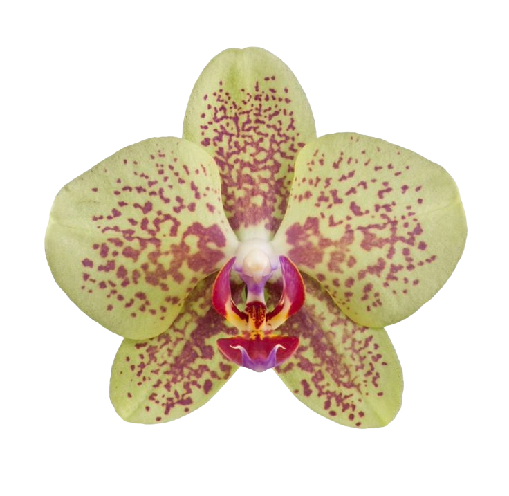 A detailed close-up of a yellow-green orchid flower with purple-spotted petals and a prominent purple and red lip.