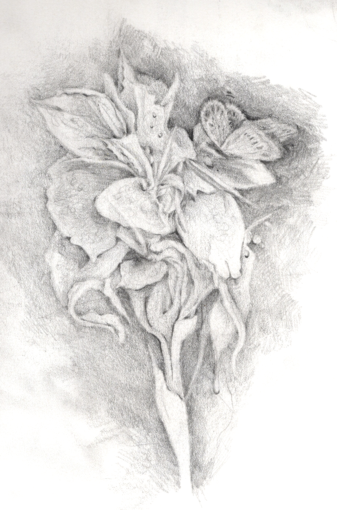 A detailed  and hand- drawn pencil sketch of a blooming iris with large leaves, flowers, and a butterfly perched on one of the petals.