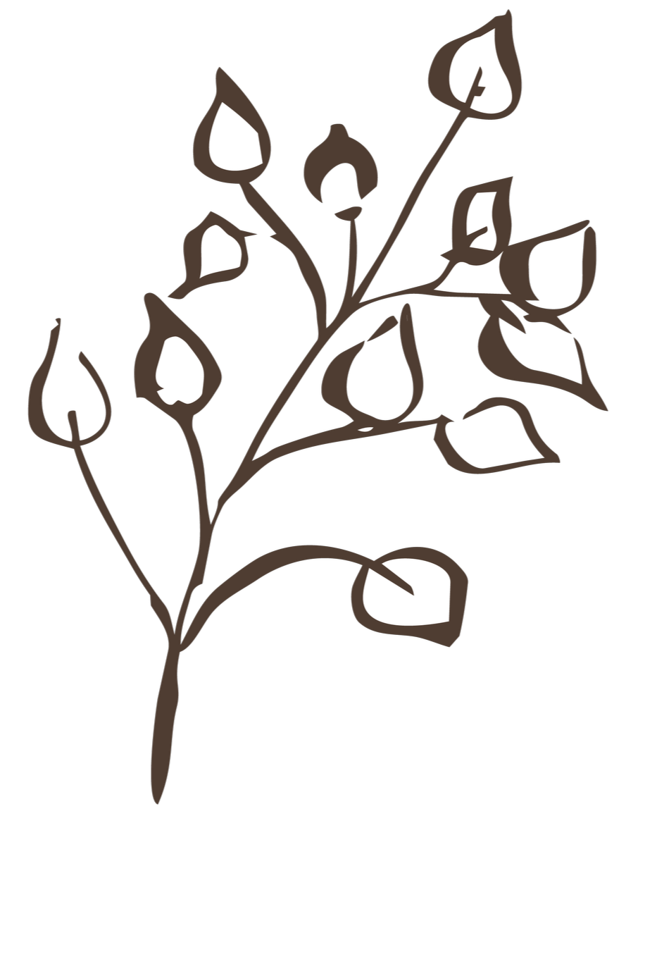 A digital illustration of a brown and white cotton plant with leaves and cotton bolls on a black background.