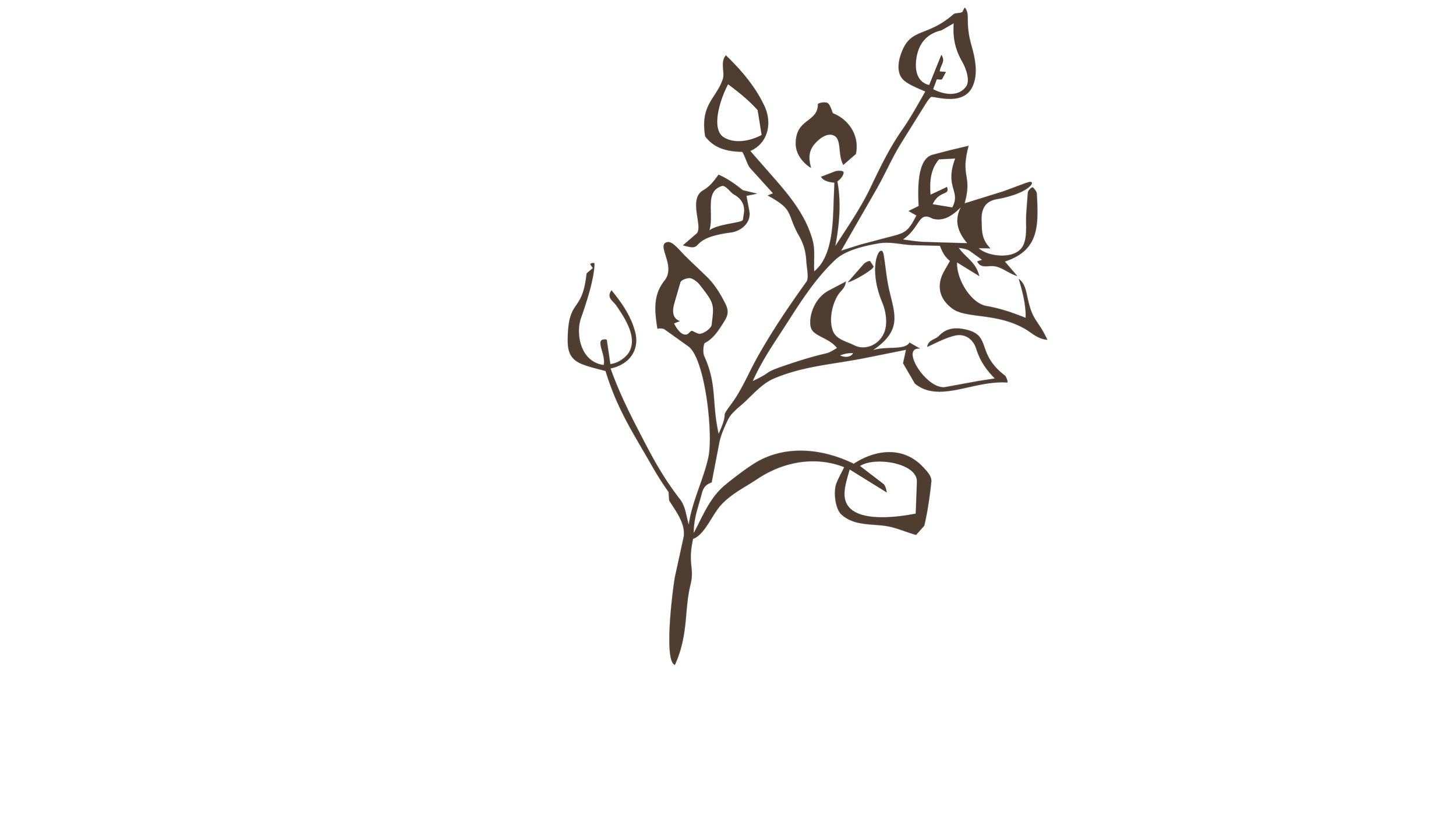 Minimalist hand-drawn botanical brown Aspen branch illustration created as a coordinating botanical motif for Driftzen Studio surface patterns and website branding