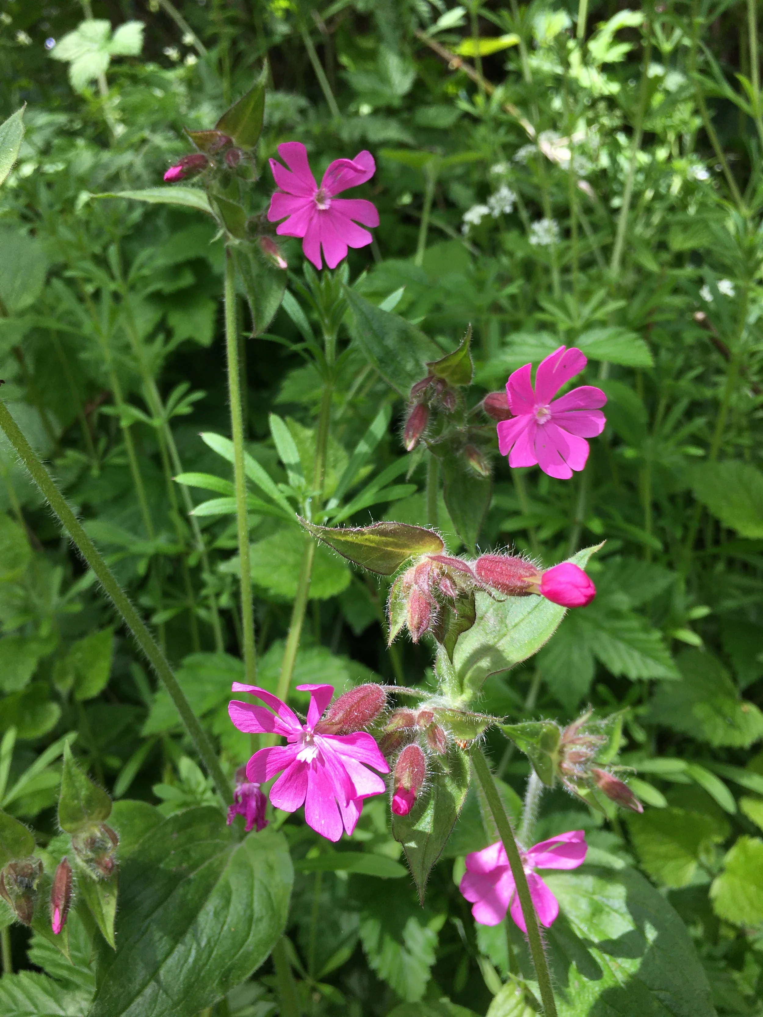 Image of the pink flower Red Campion