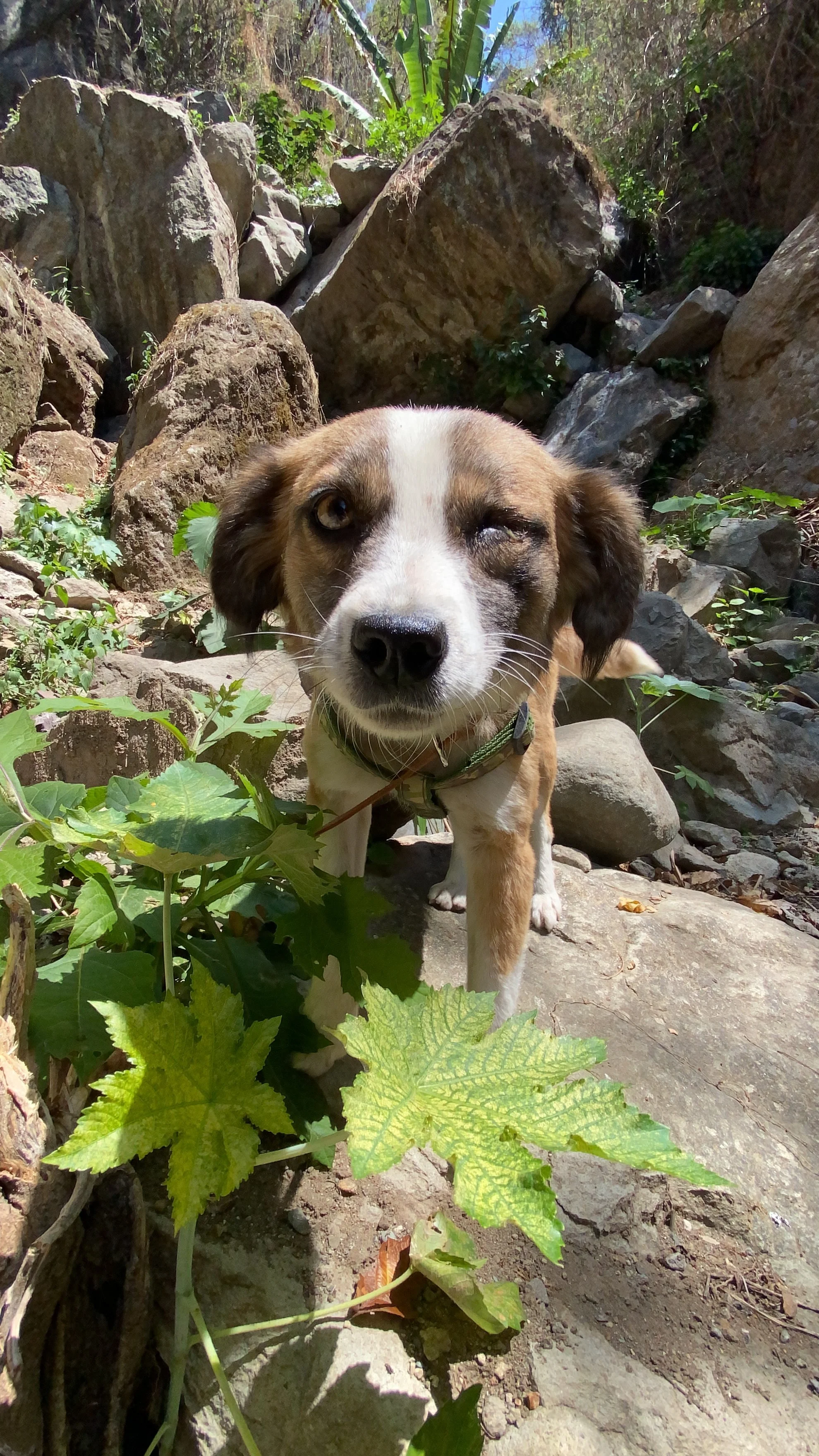 A dog with one eye standing outdoors on rocks surrounded by green foliage.