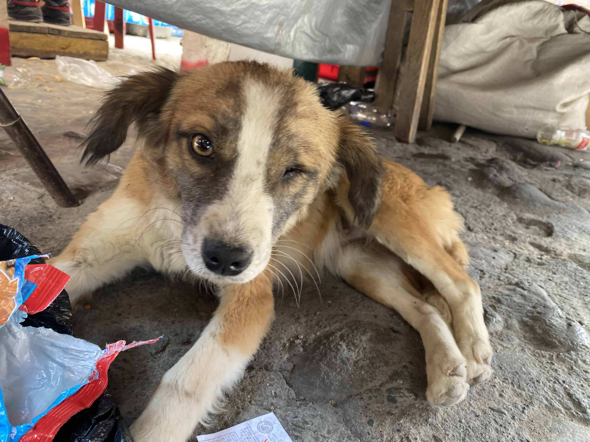 A playful mixed-breed dog lying on the dirt floor with one eye winking and the other eye open, ears flopped, in an area with trash and miscellaneous items around.