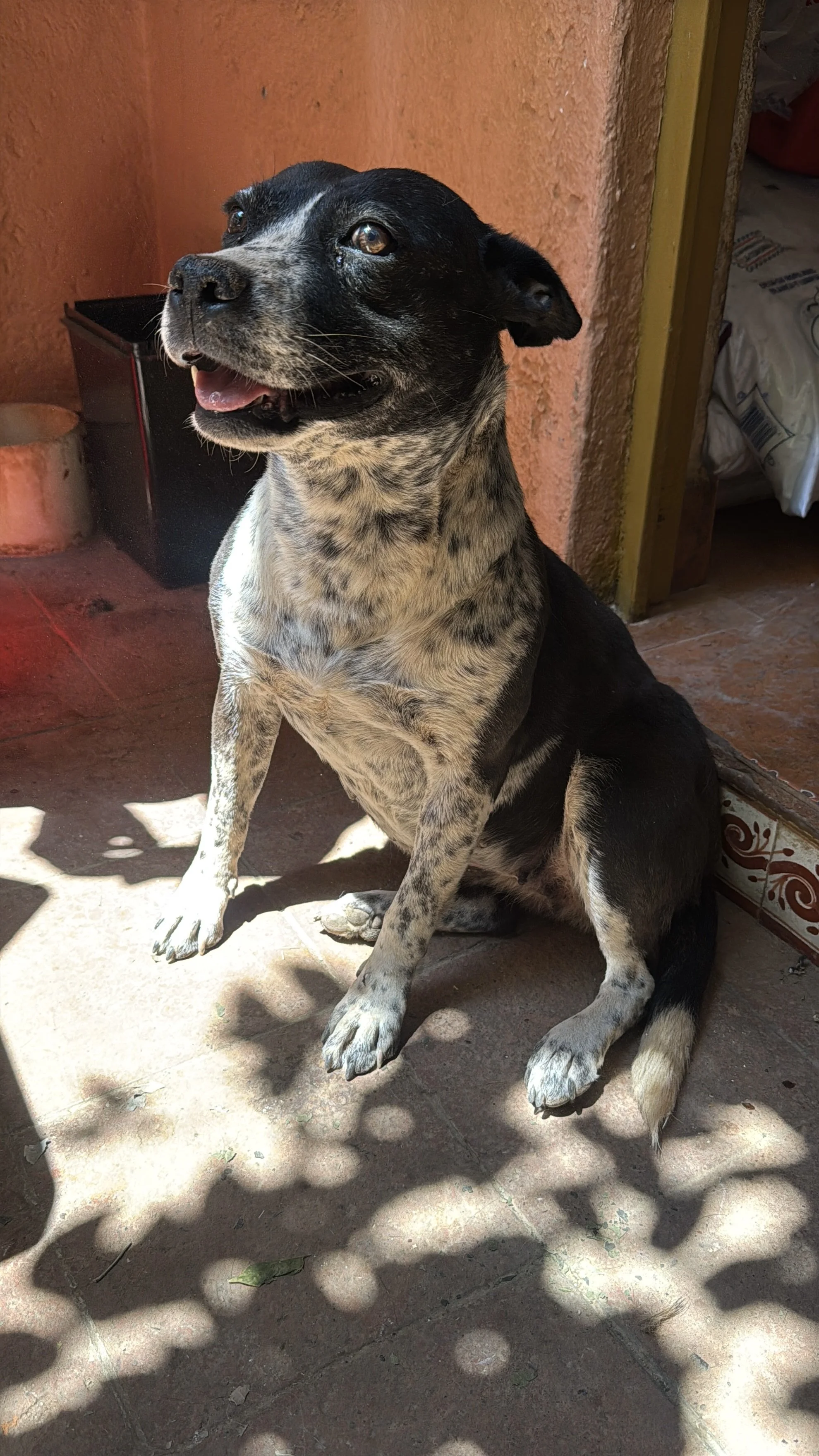 A black and white dog sitting on a tile floor in sunlight, next to an orange wall.